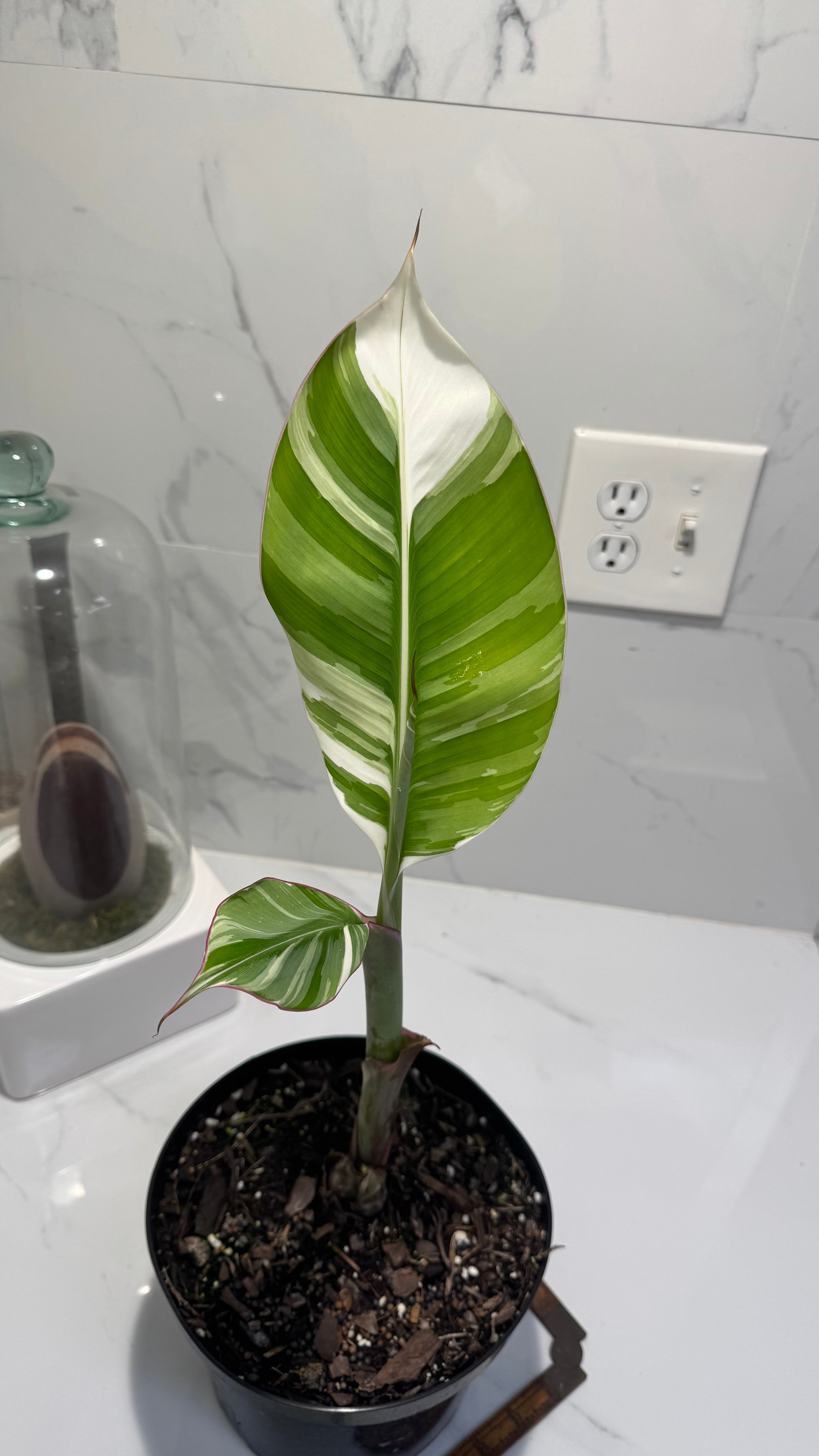 Florida Musa Variegated ‘Banana’ #12 — Rare Variegated Tropical Banana | Leaf Stork