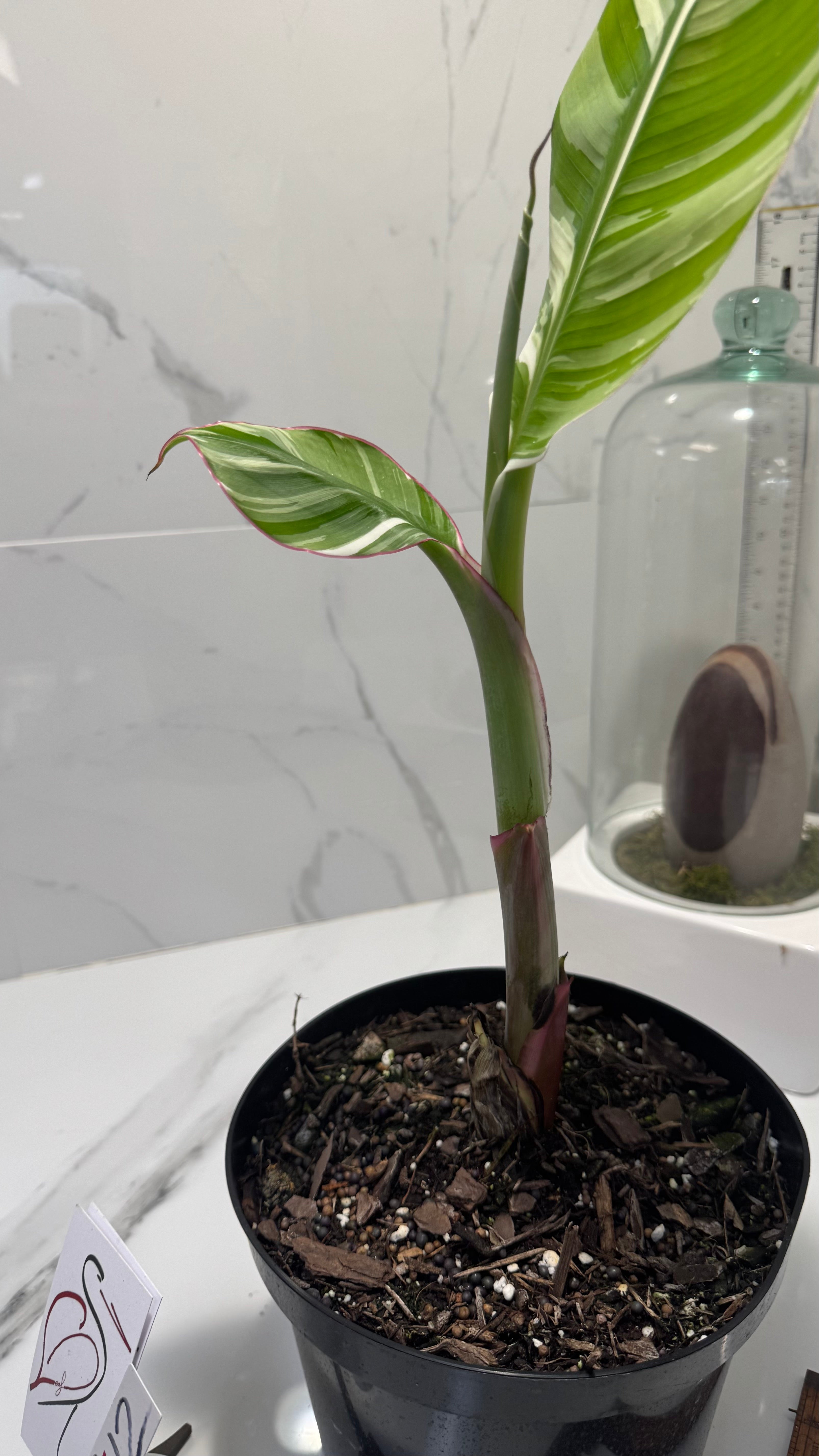 Florida Musa Variegated ‘Banana’ #12 — Rare Variegated Tropical Banana | Leaf Stork