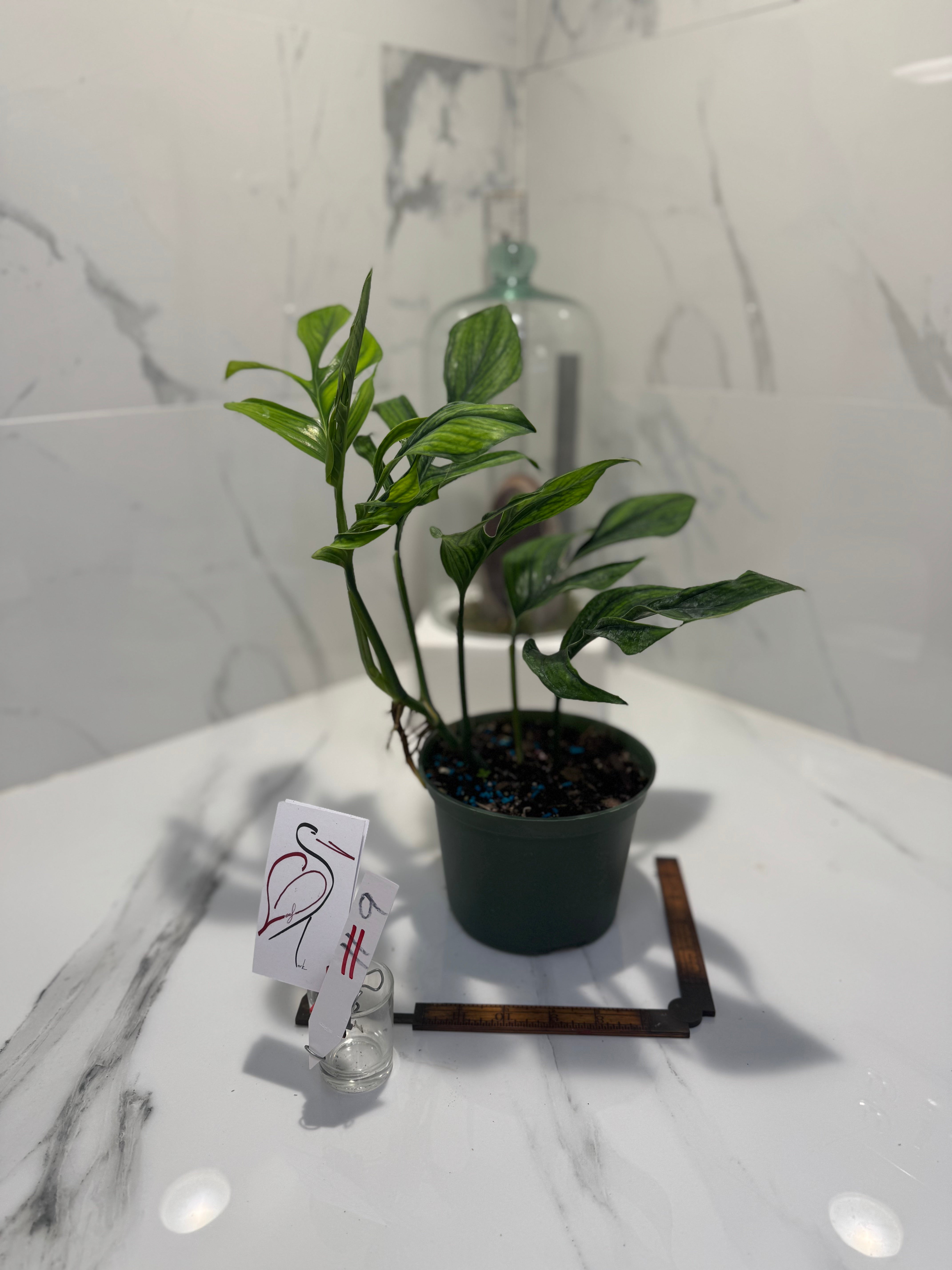 Monstera pinnatipartita “Dark Form Colombian” #09 — Mature Fenestrated Collector Aroid | Leaf Stork