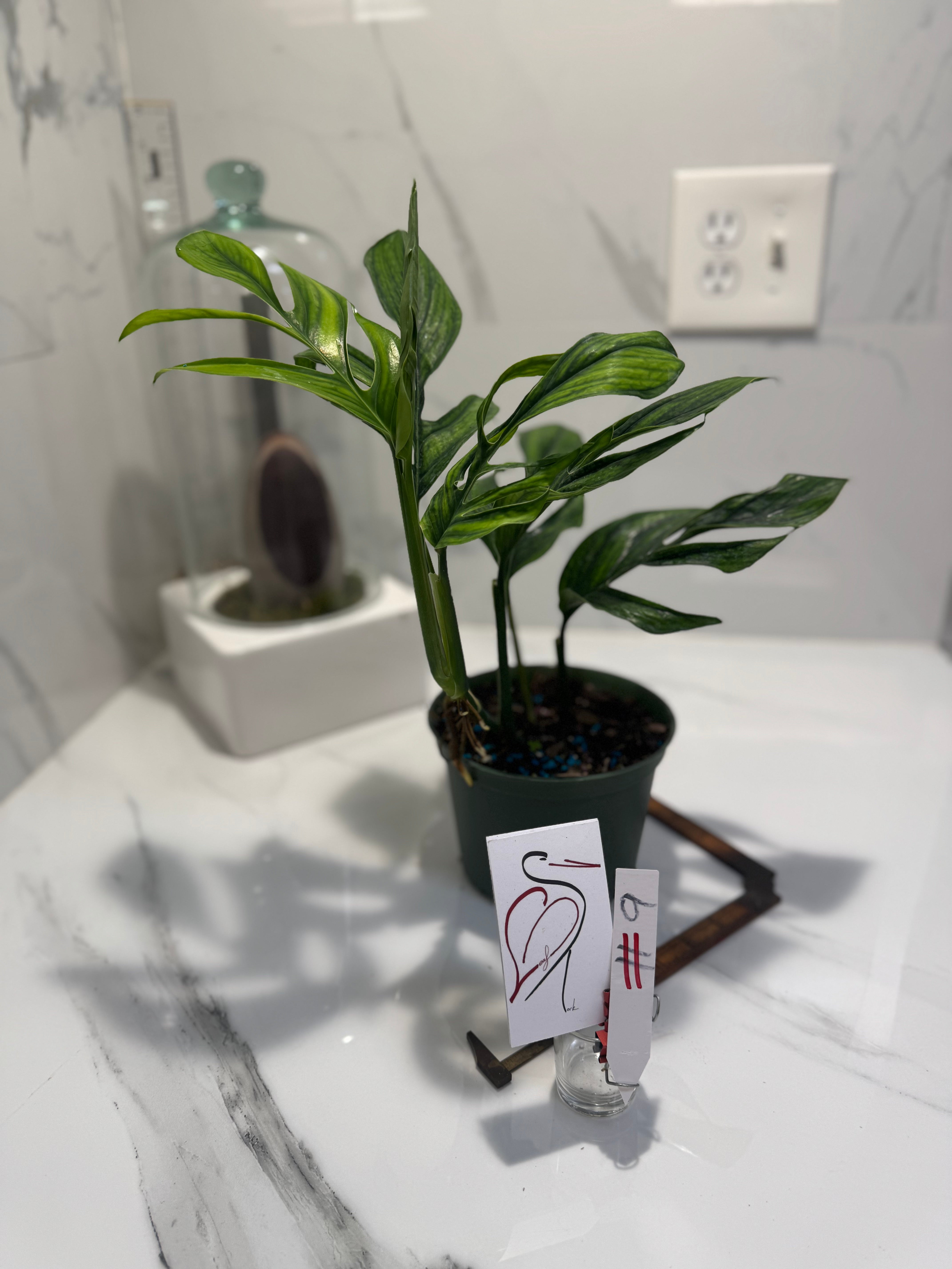 Monstera pinnatipartita “Dark Form Colombian” #09 — Mature Fenestrated Collector Aroid | Leaf Stork