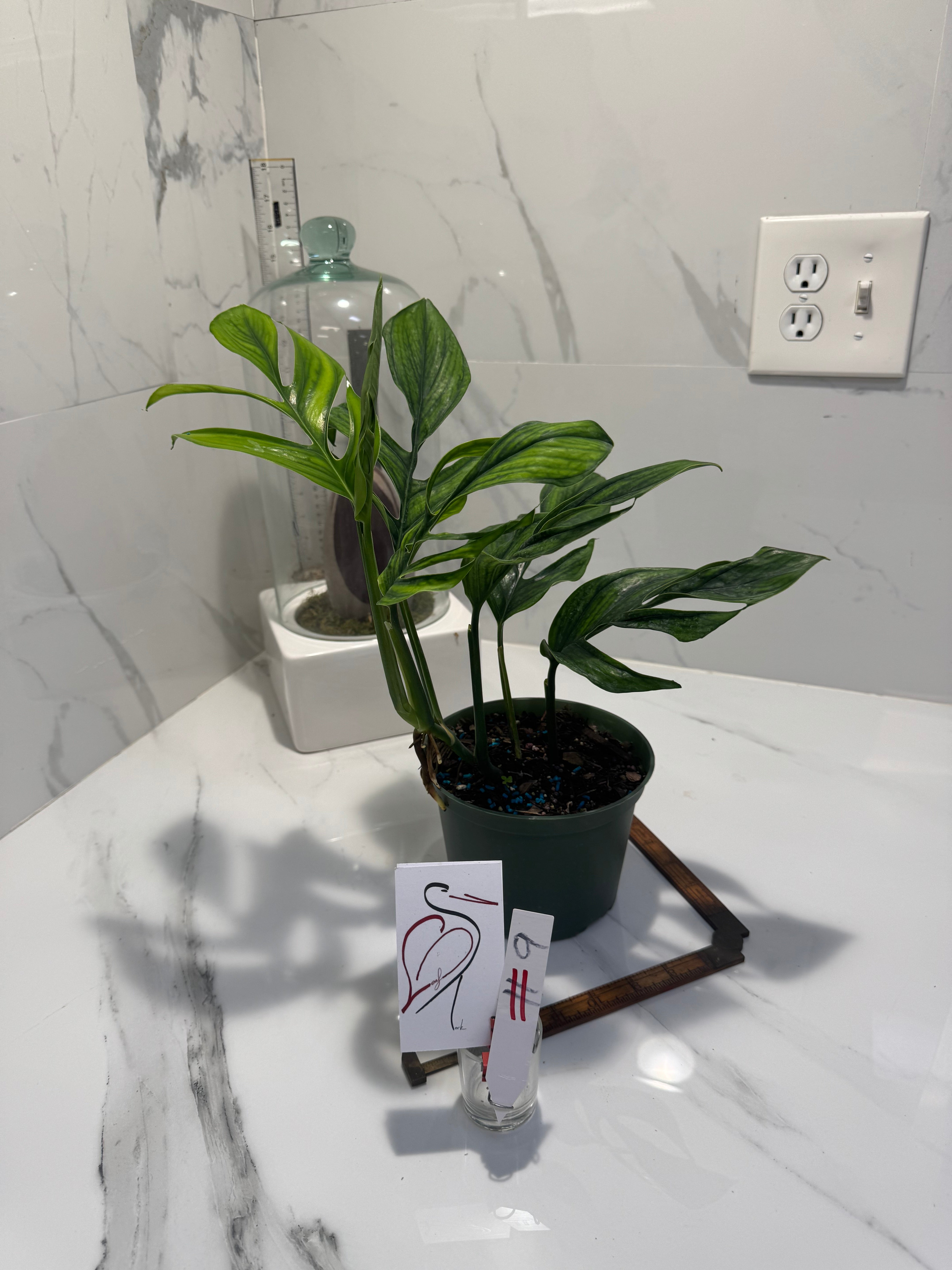 Monstera pinnatipartita “Dark Form Colombian” #09 — Mature Fenestrated Collector Aroid | Leaf Stork