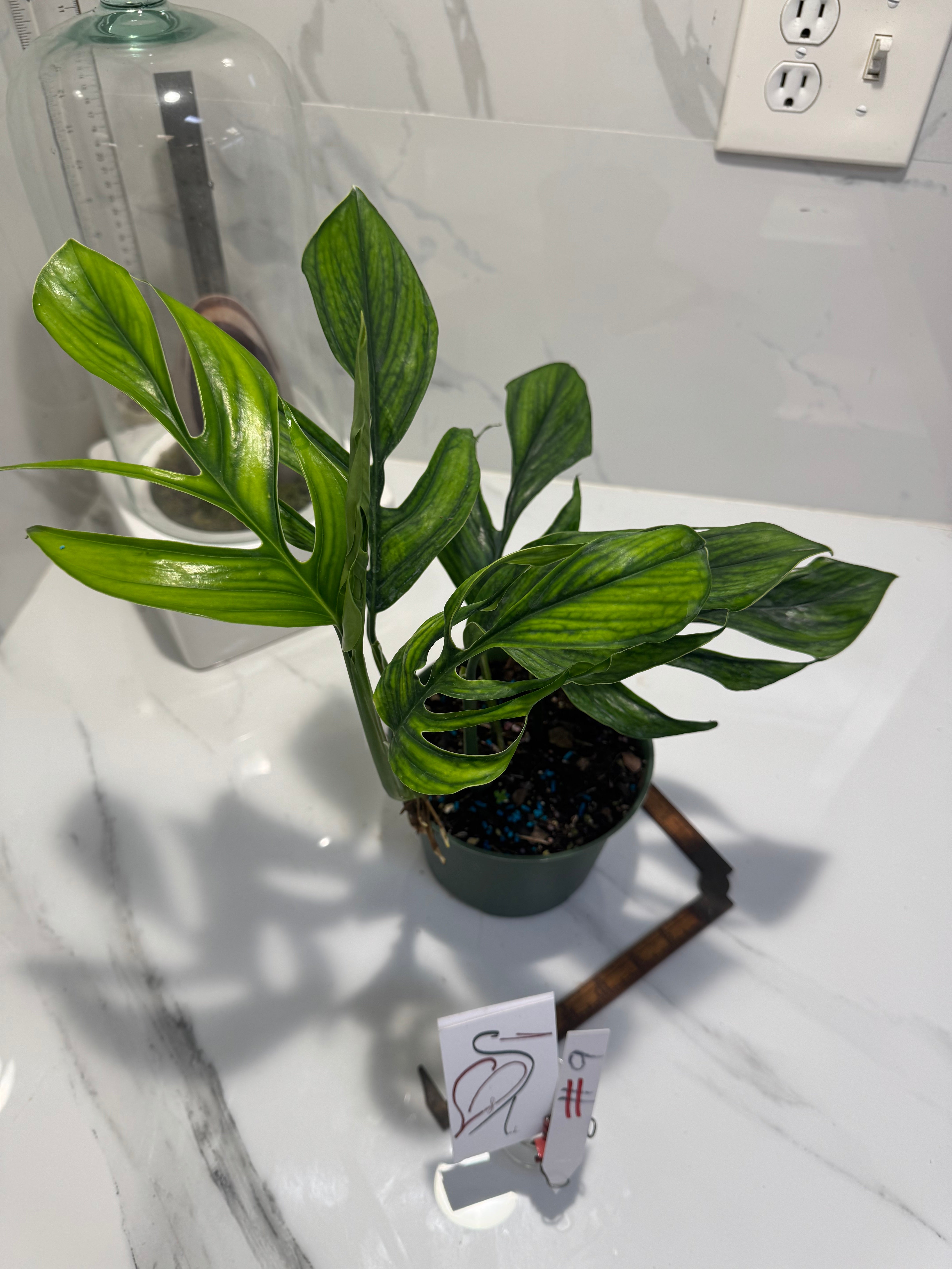 Monstera pinnatipartita “Dark Form Colombian” #09 — Mature Fenestrated Collector Aroid | Leaf Stork