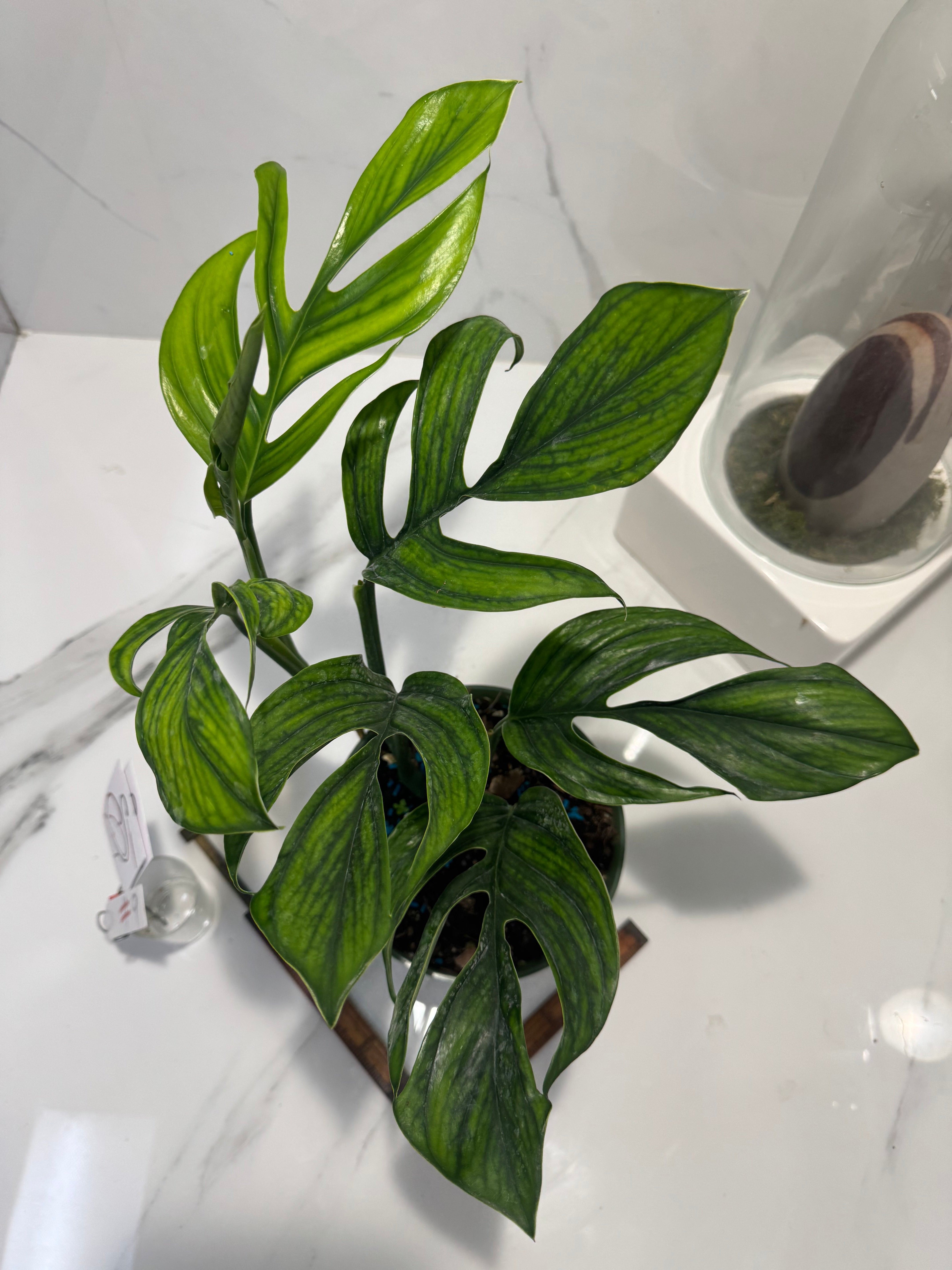 Monstera pinnatipartita “Dark Form Colombian” #09 — Mature Fenestrated Collector Aroid | Leaf Stork