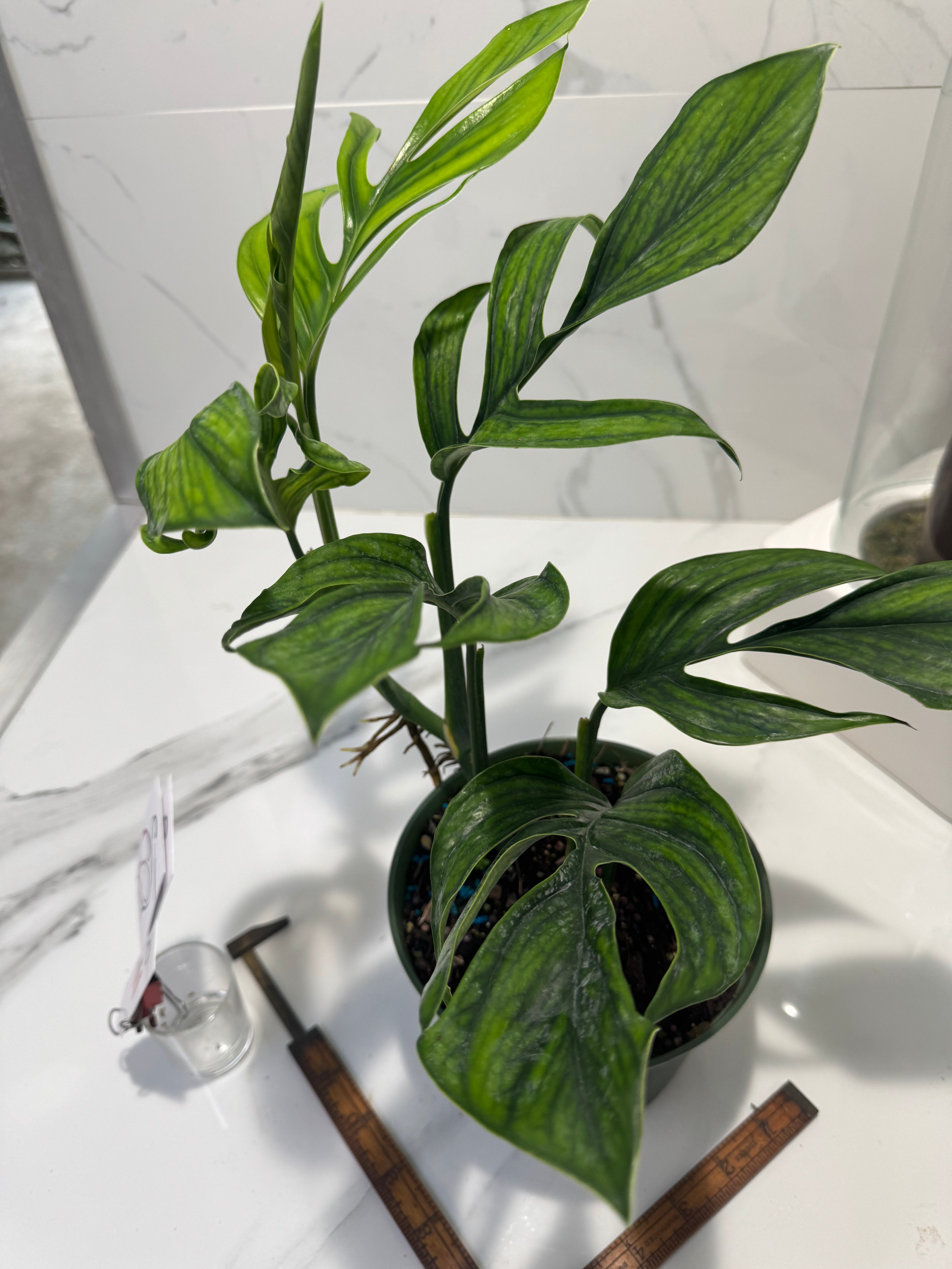 Monstera pinnatipartita “Dark Form Colombian” #09 — Mature Fenestrated Collector Aroid | Leaf Stork