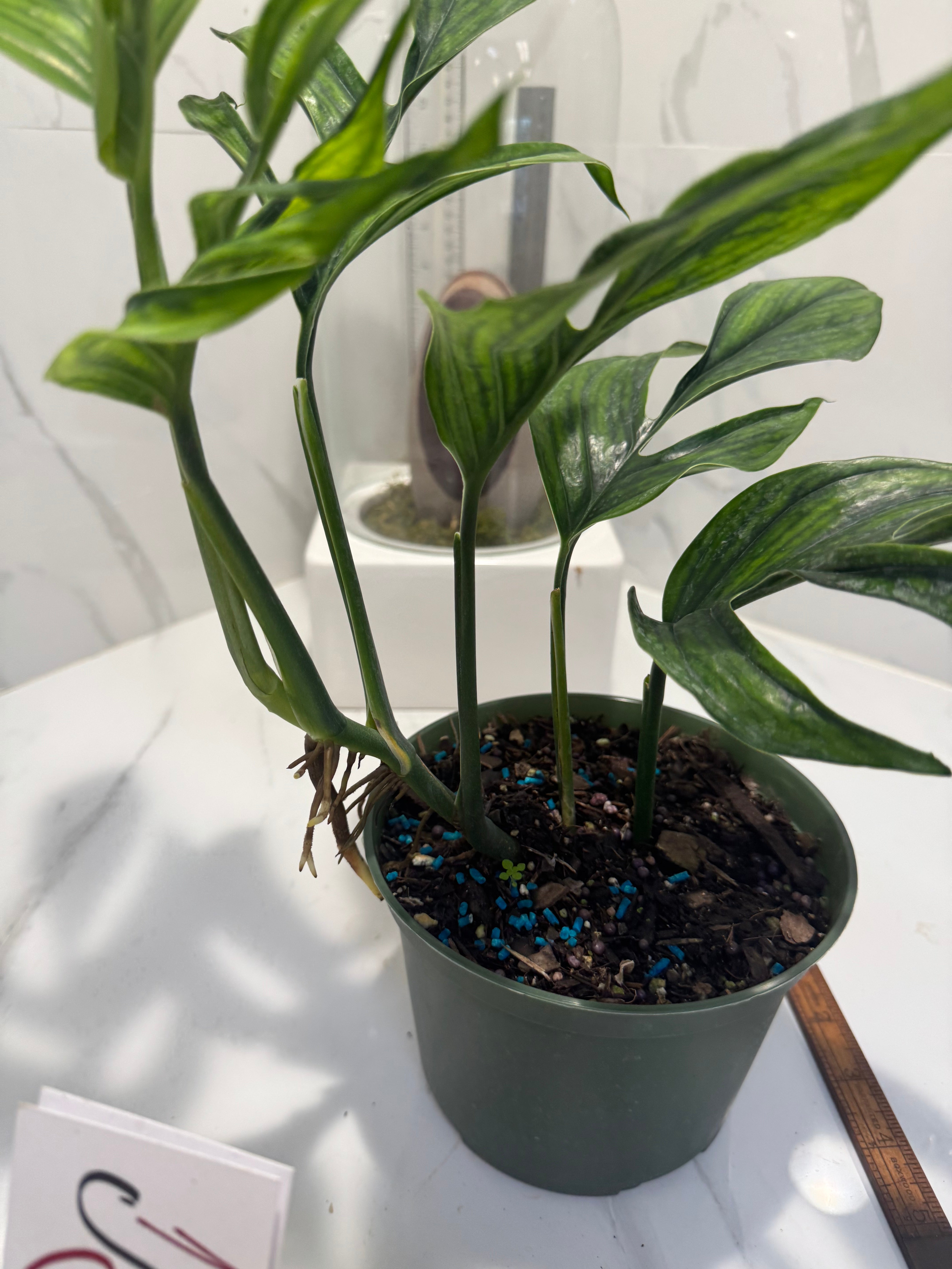 Monstera pinnatipartita “Dark Form Colombian” #09 — Mature Fenestrated Collector Aroid | Leaf Stork