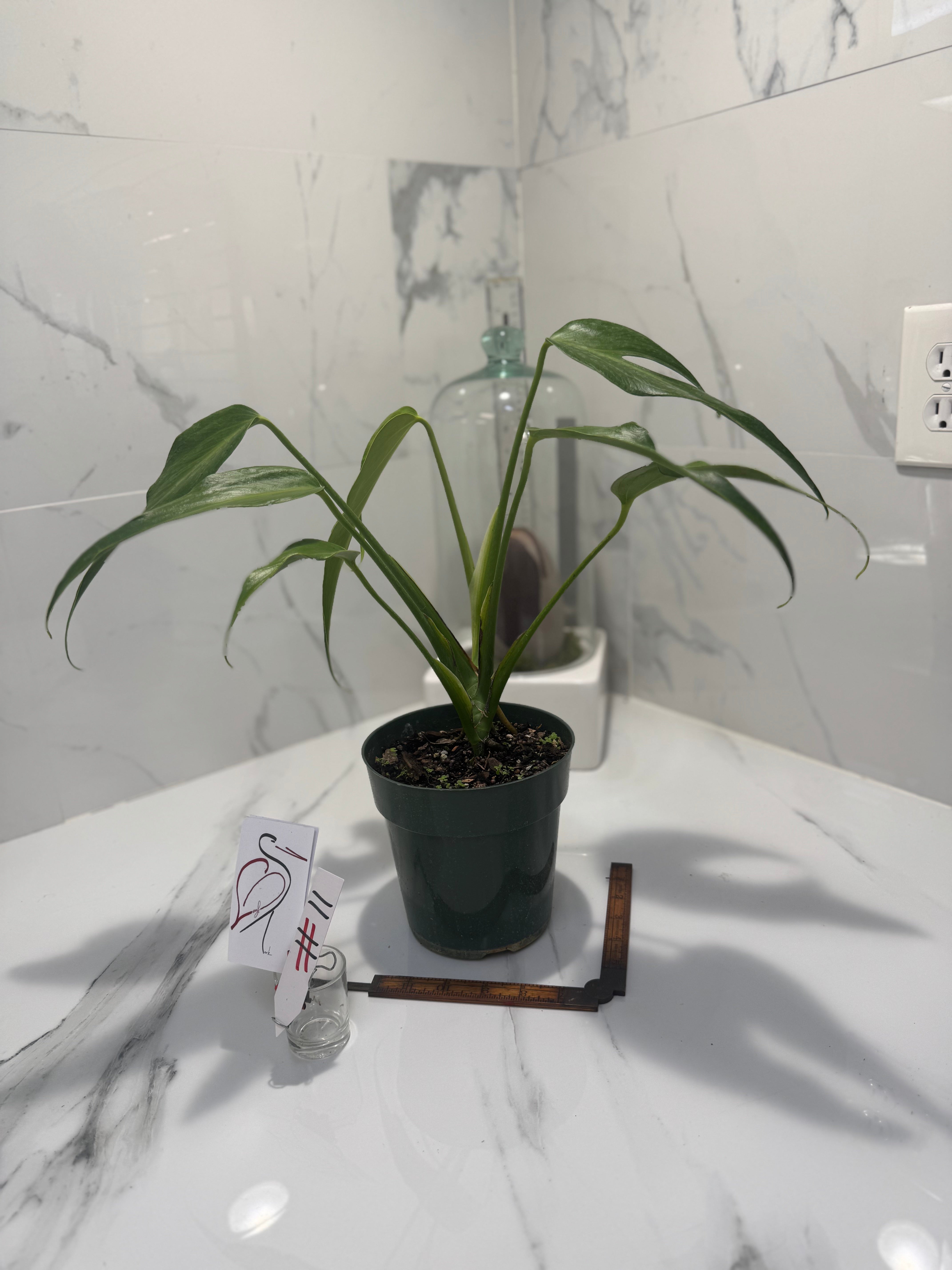 Monstera Burle Marx Flame #11 — Rare Fenestrated Collector Aroid | Leaf Stork