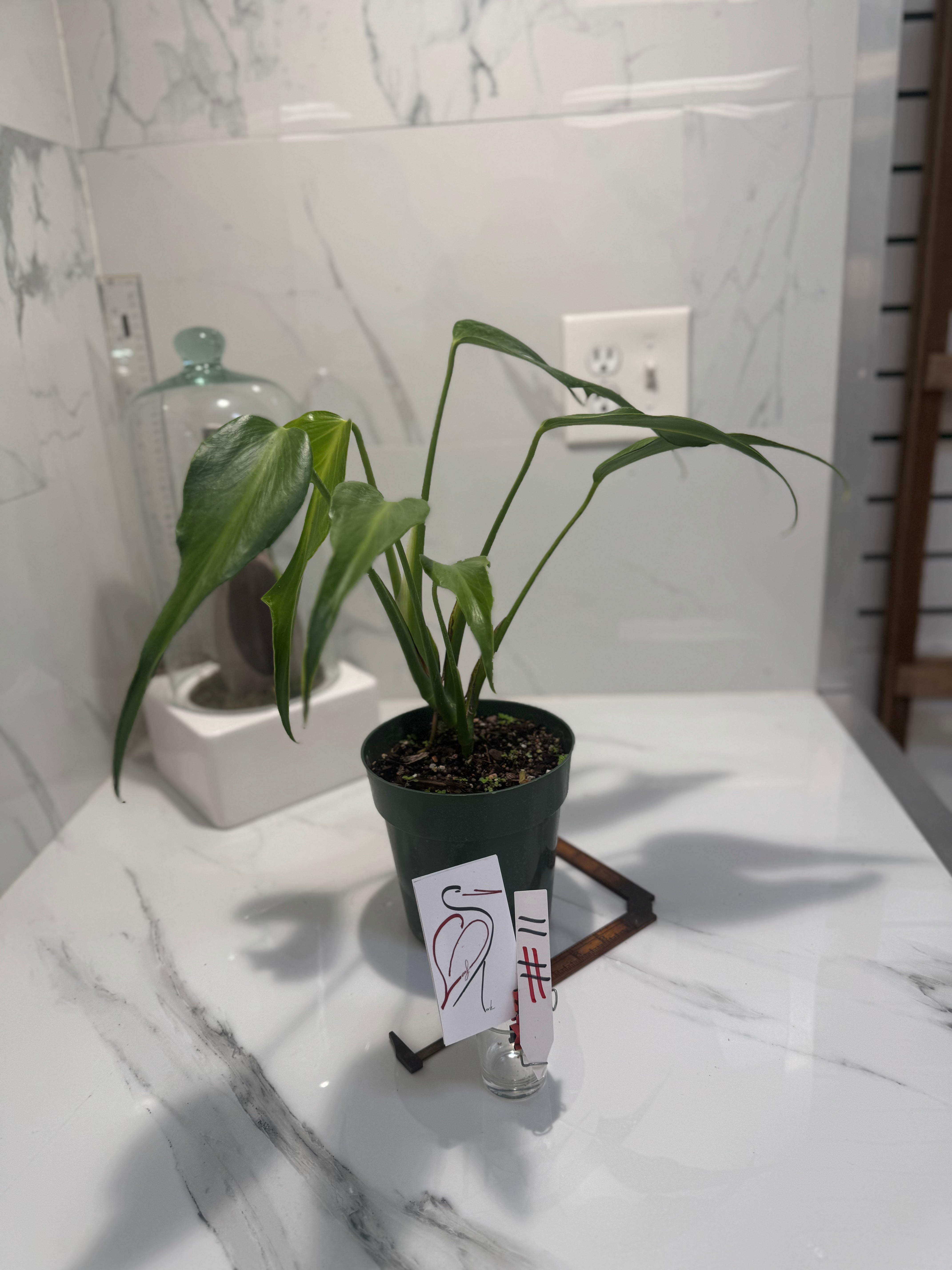 Monstera Burle Marx Flame #11 — Rare Fenestrated Collector Aroid | Leaf Stork