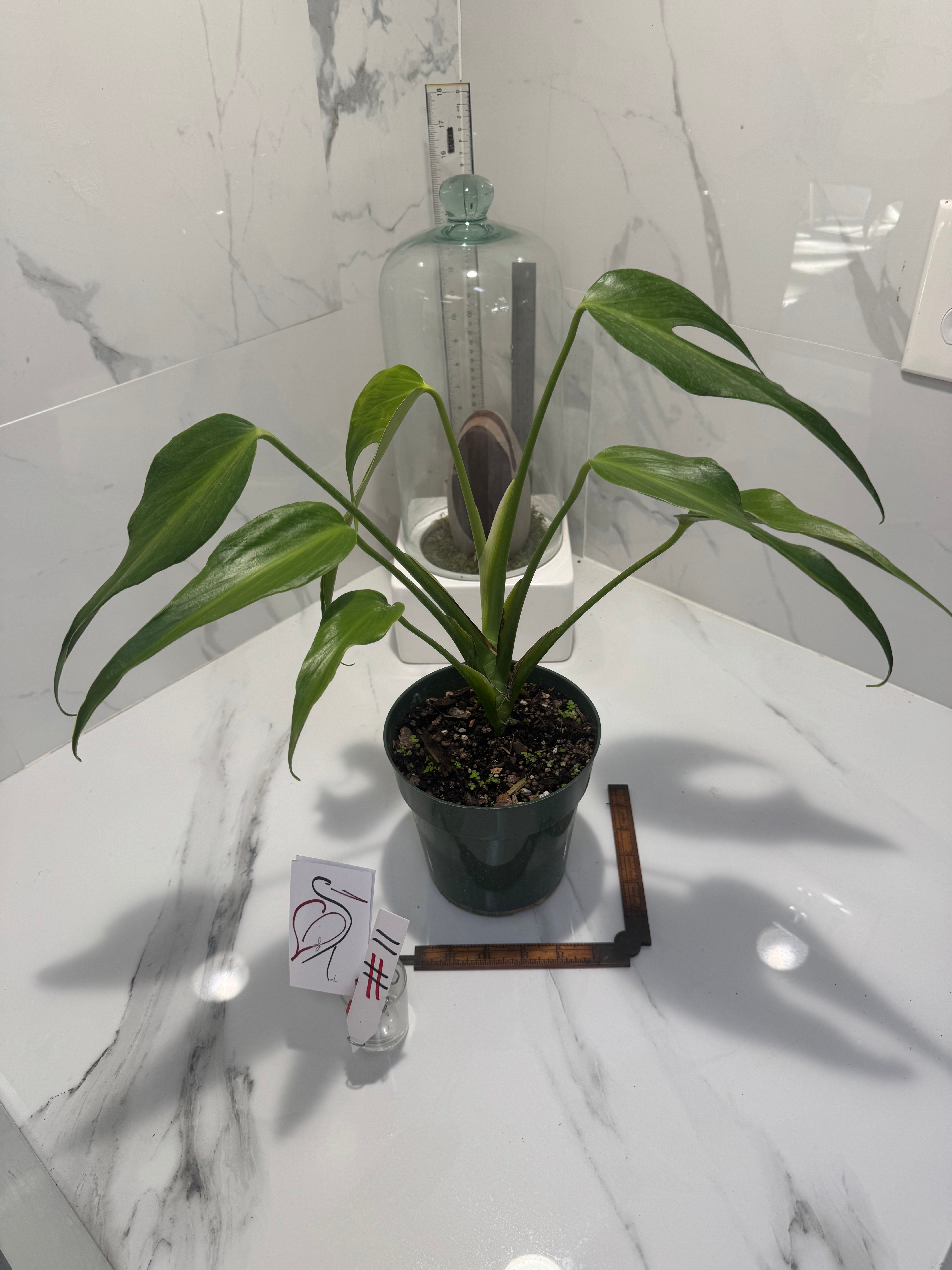 Monstera Burle Marx Flame #11 — Rare Fenestrated Collector Aroid | Leaf Stork