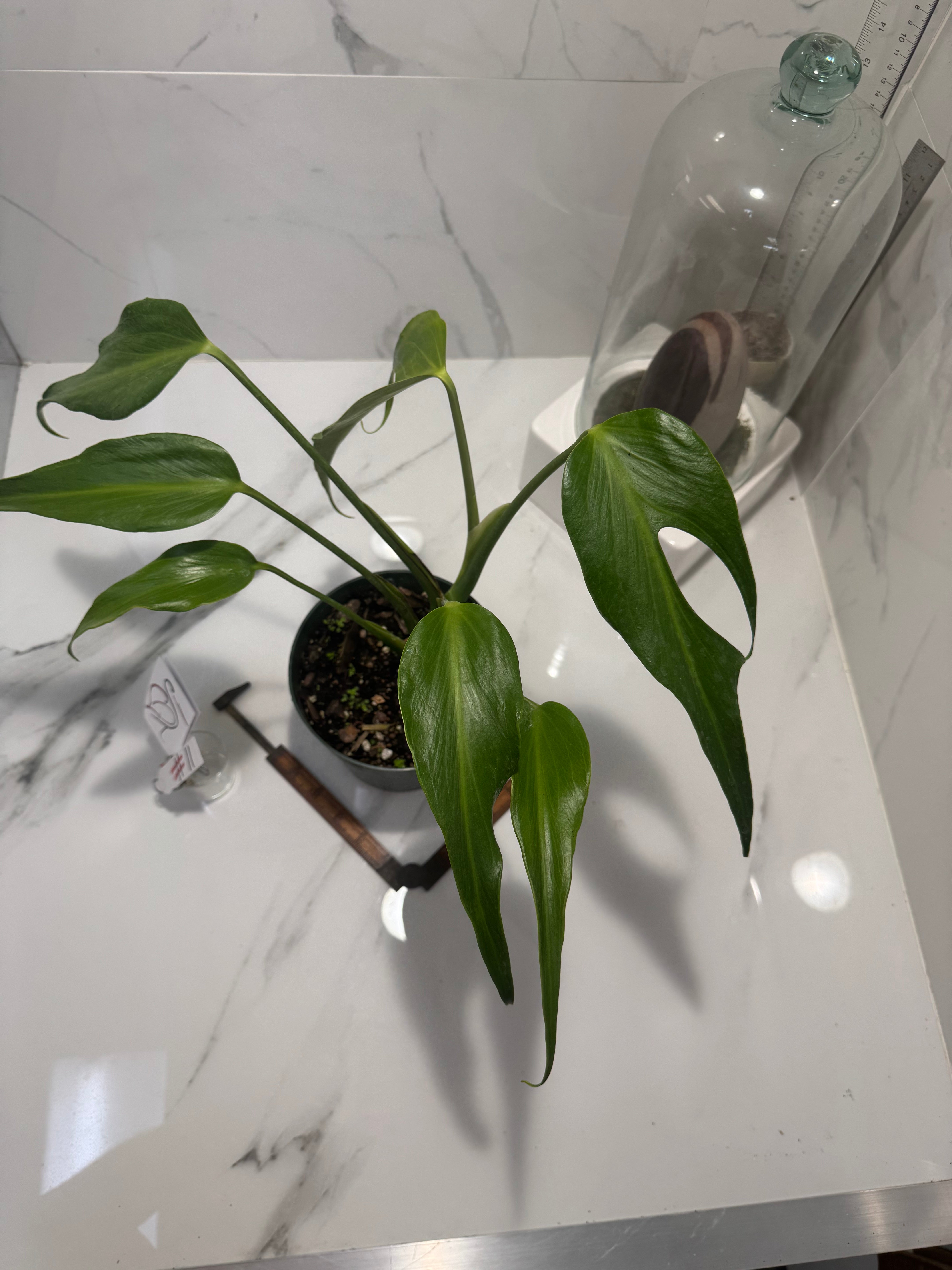 Monstera Burle Marx Flame #11 — Rare Fenestrated Collector Aroid | Leaf Stork