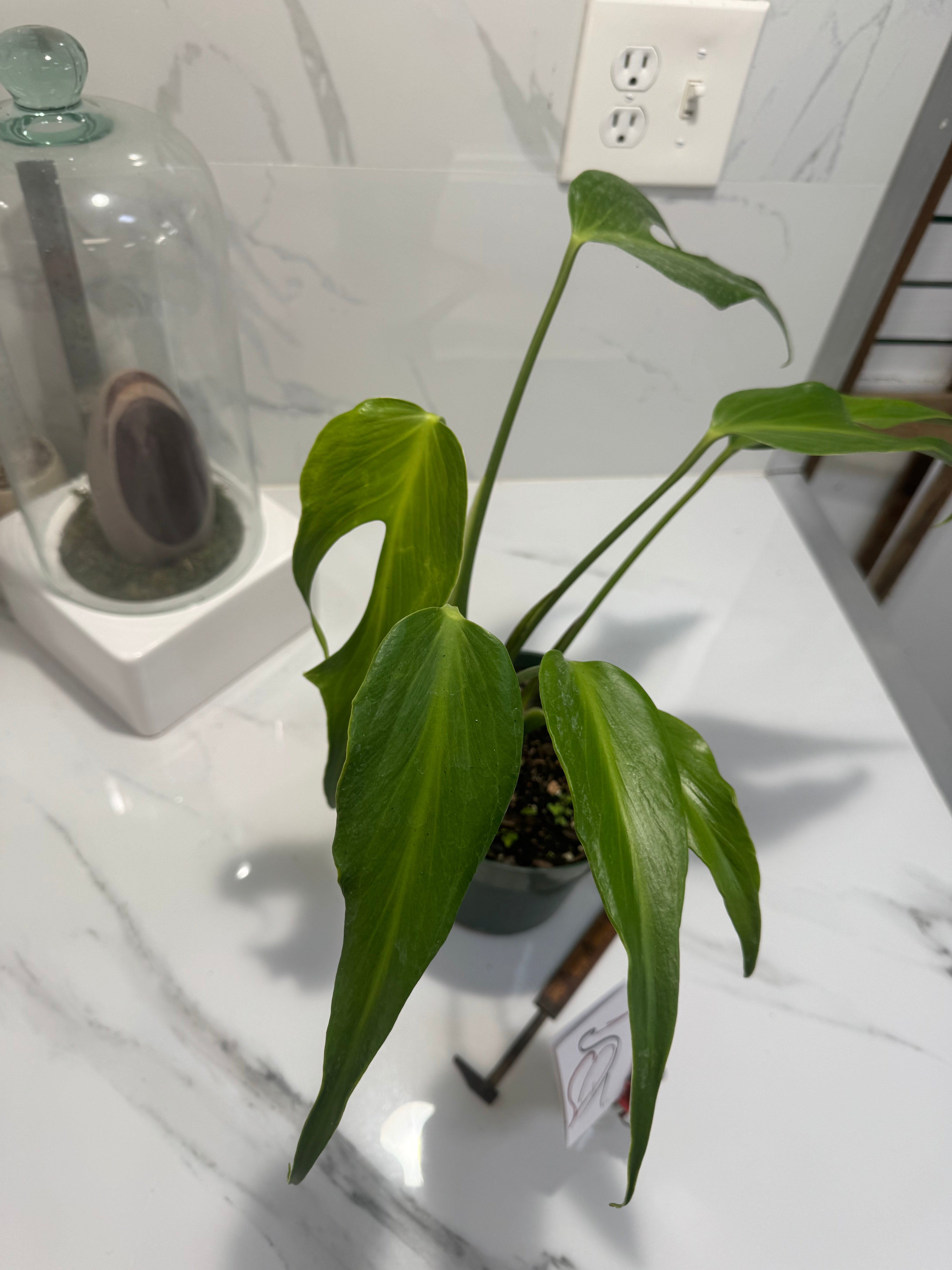 Monstera Burle Marx Flame #11 — Rare Fenestrated Collector Aroid | Leaf Stork