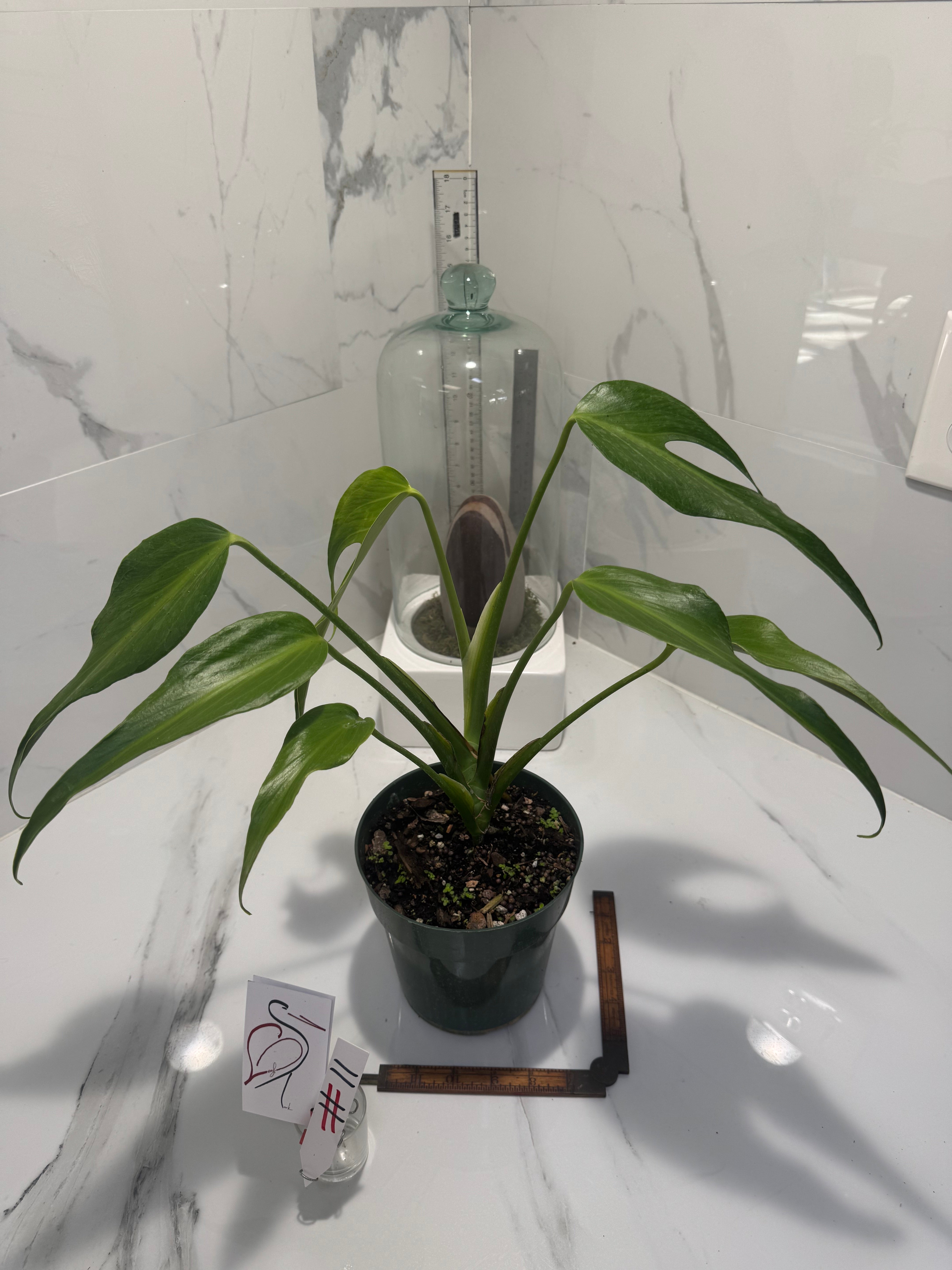 Monstera Burle Marx Flame #11 — Rare Fenestrated Collector Aroid | Leaf Stork