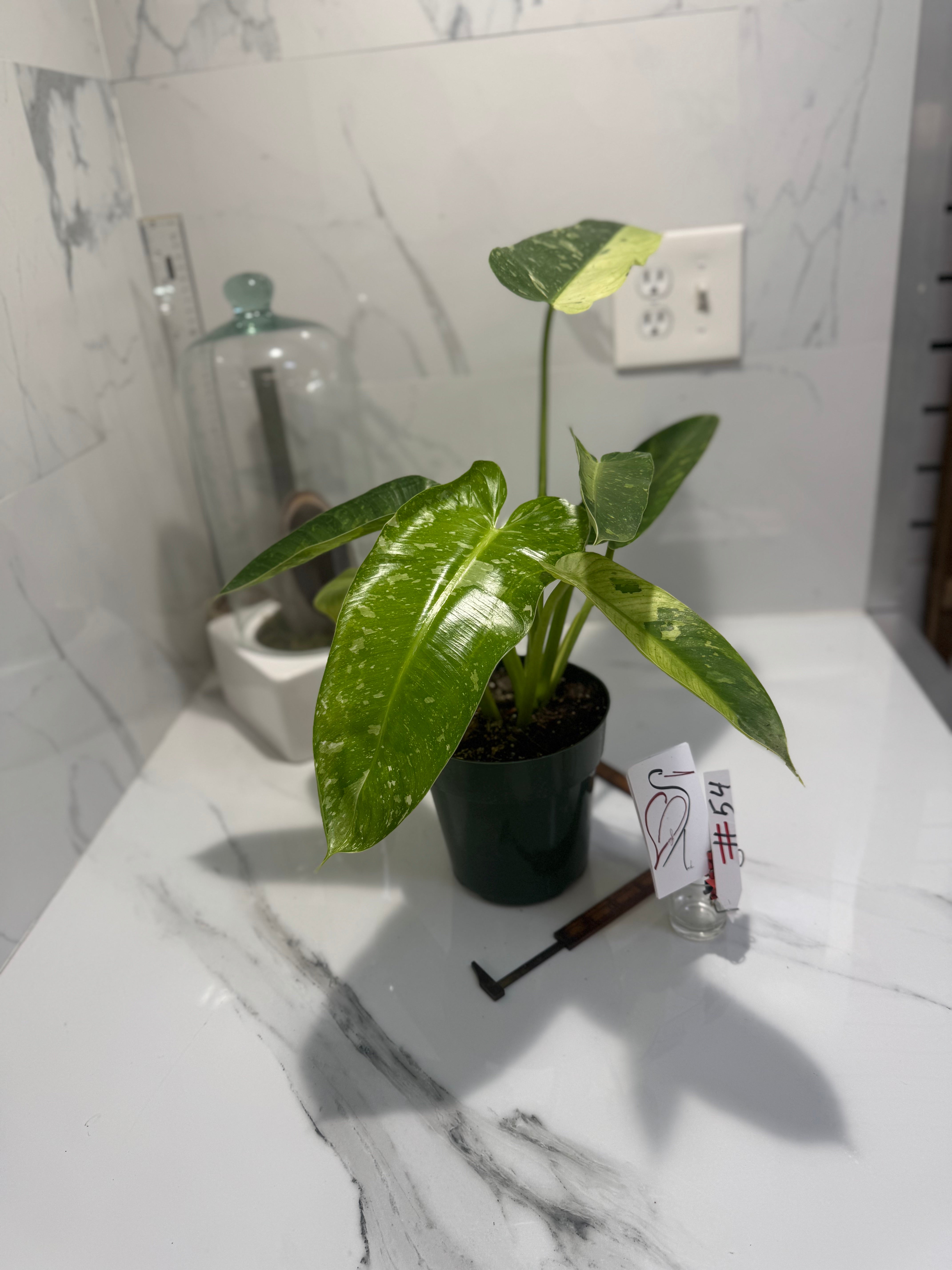 Philodendron Jose Buono #54 — Rare Variegated Collector Aroid | Leaf Stork