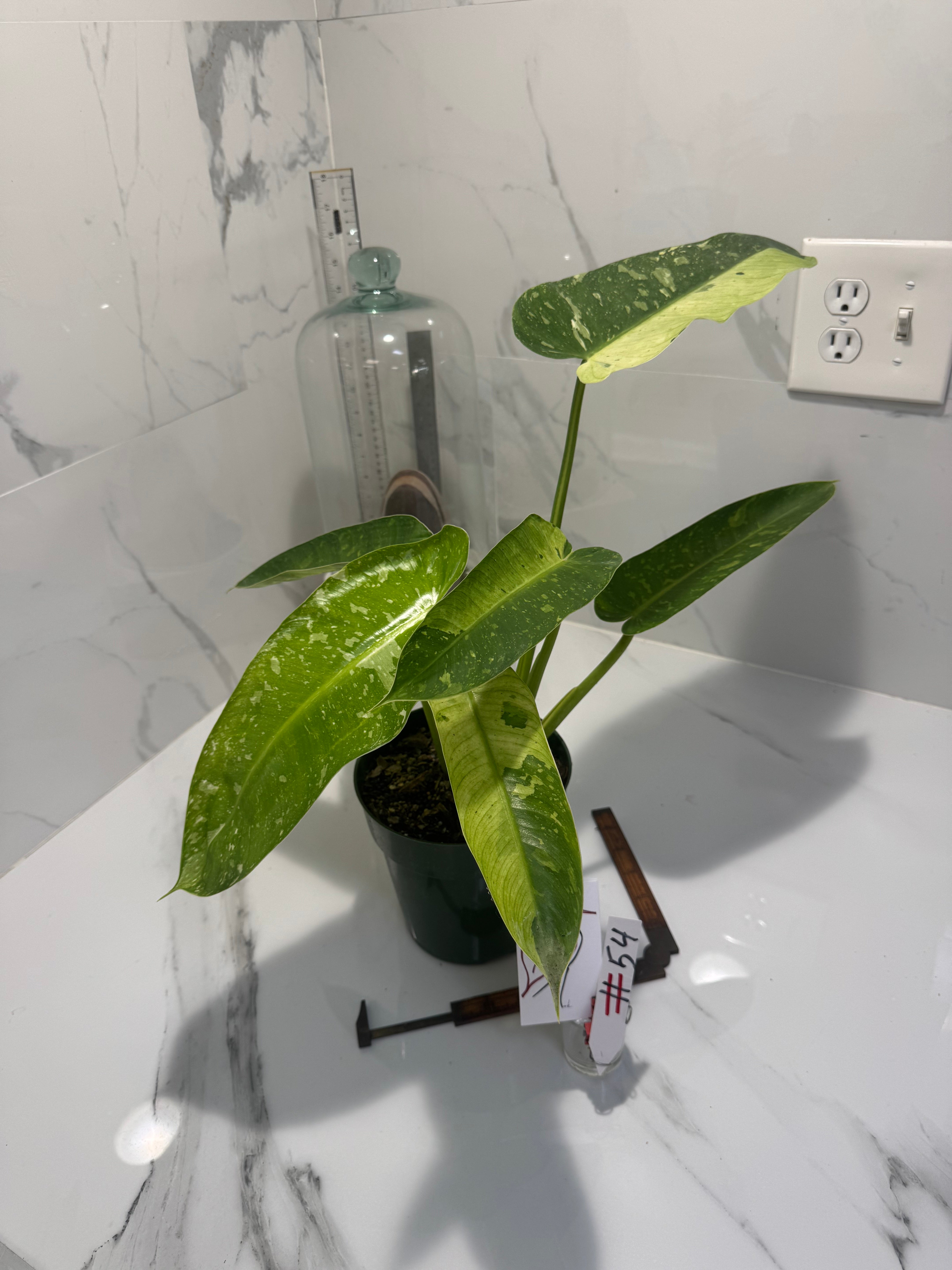 Philodendron Jose Buono #54 — Rare Variegated Collector Aroid | Leaf Stork