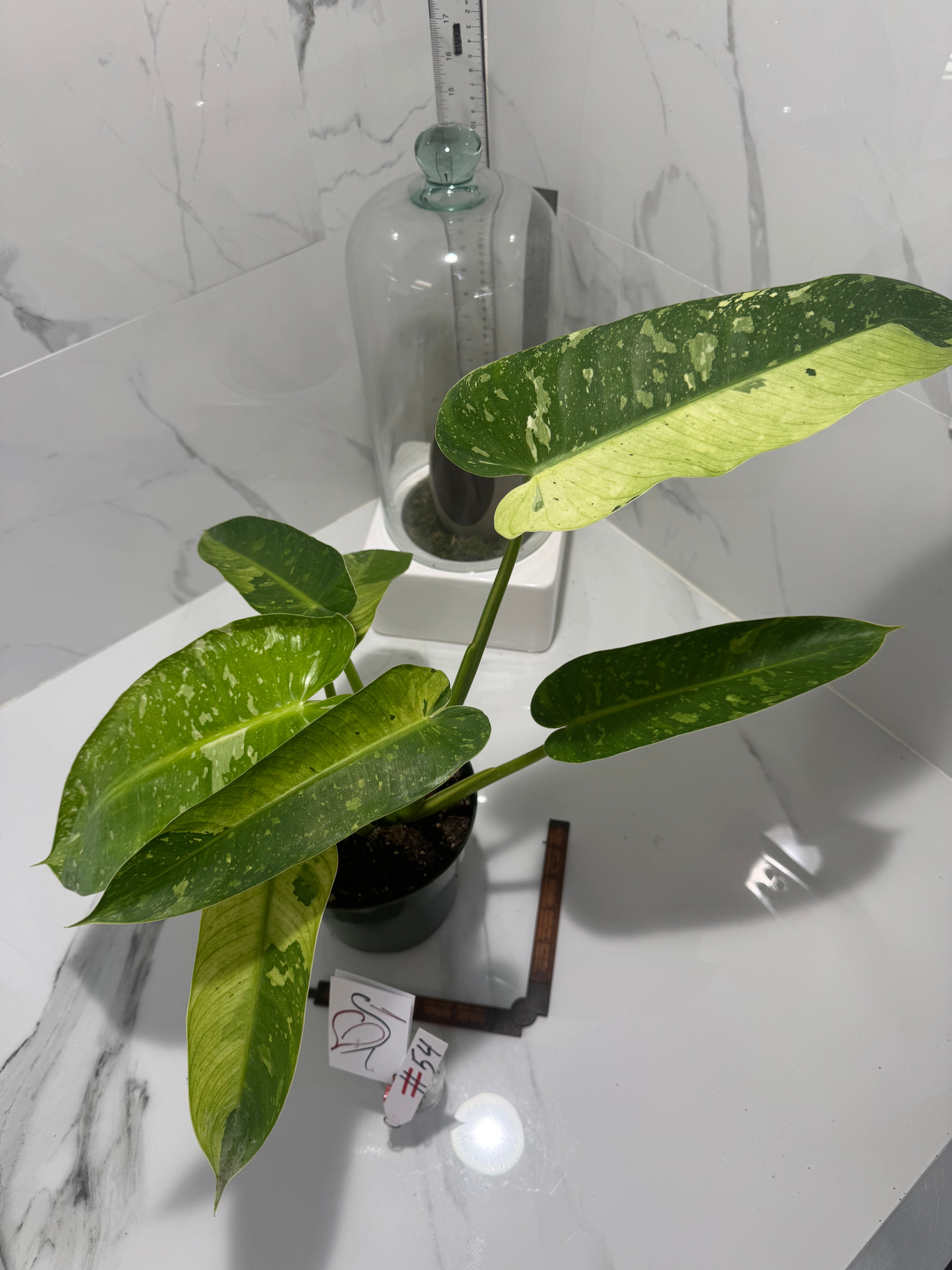 Philodendron Jose Buono #54 — Rare Variegated Collector Aroid | Leaf Stork