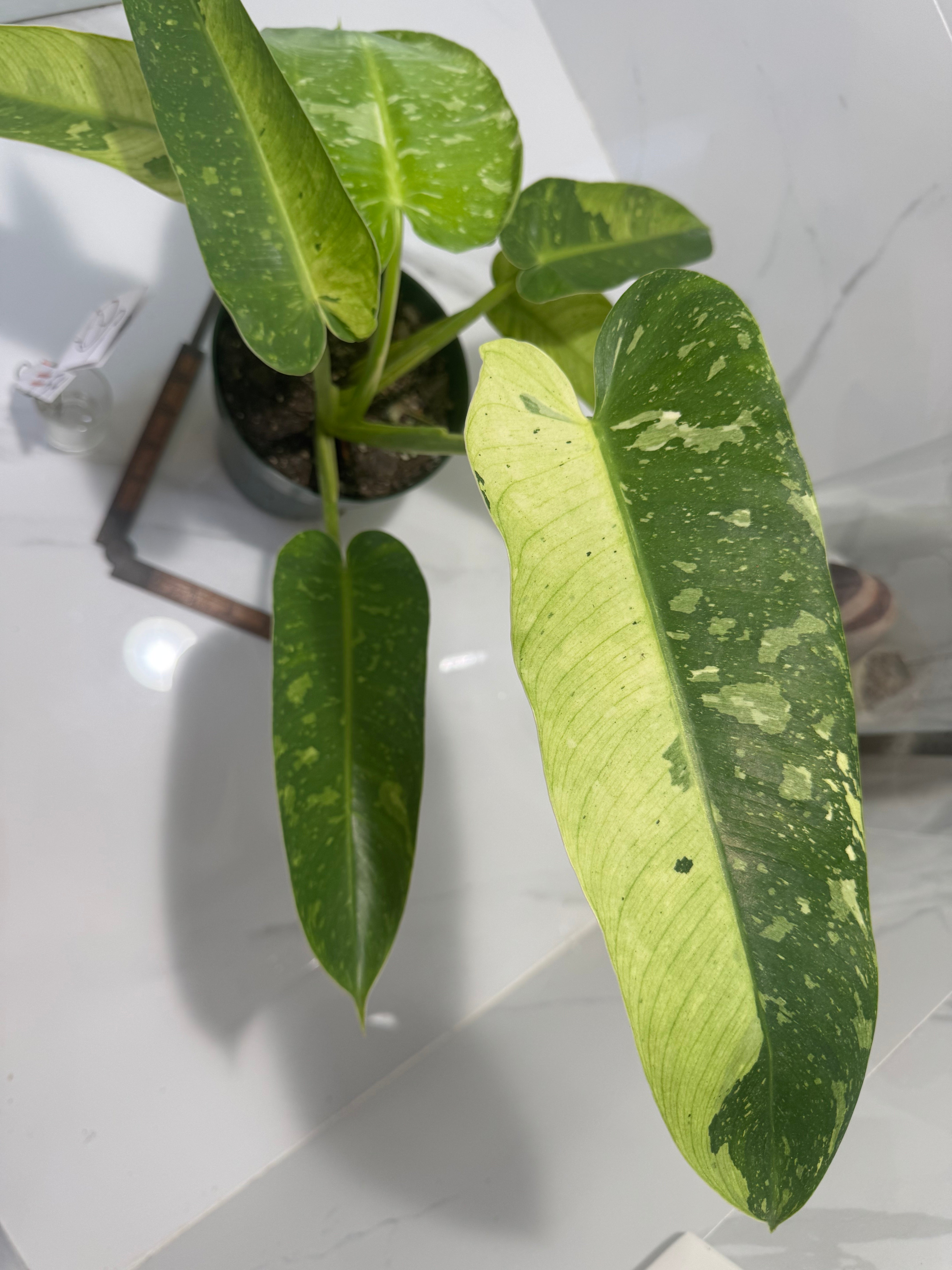 Philodendron Jose Buono #54 — Rare Variegated Collector Aroid | Leaf Stork