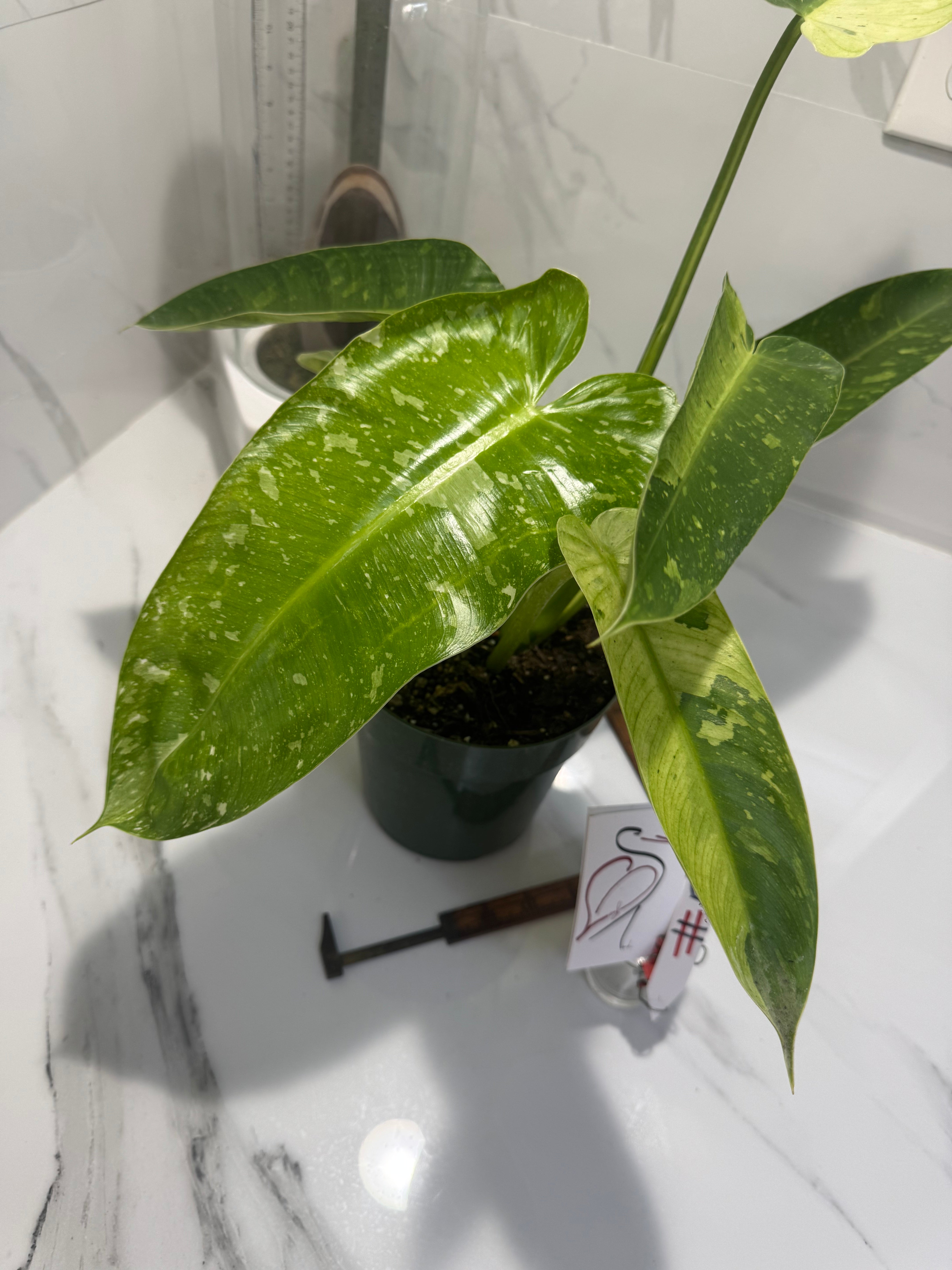 Philodendron Jose Buono #54 — Rare Variegated Collector Aroid | Leaf Stork