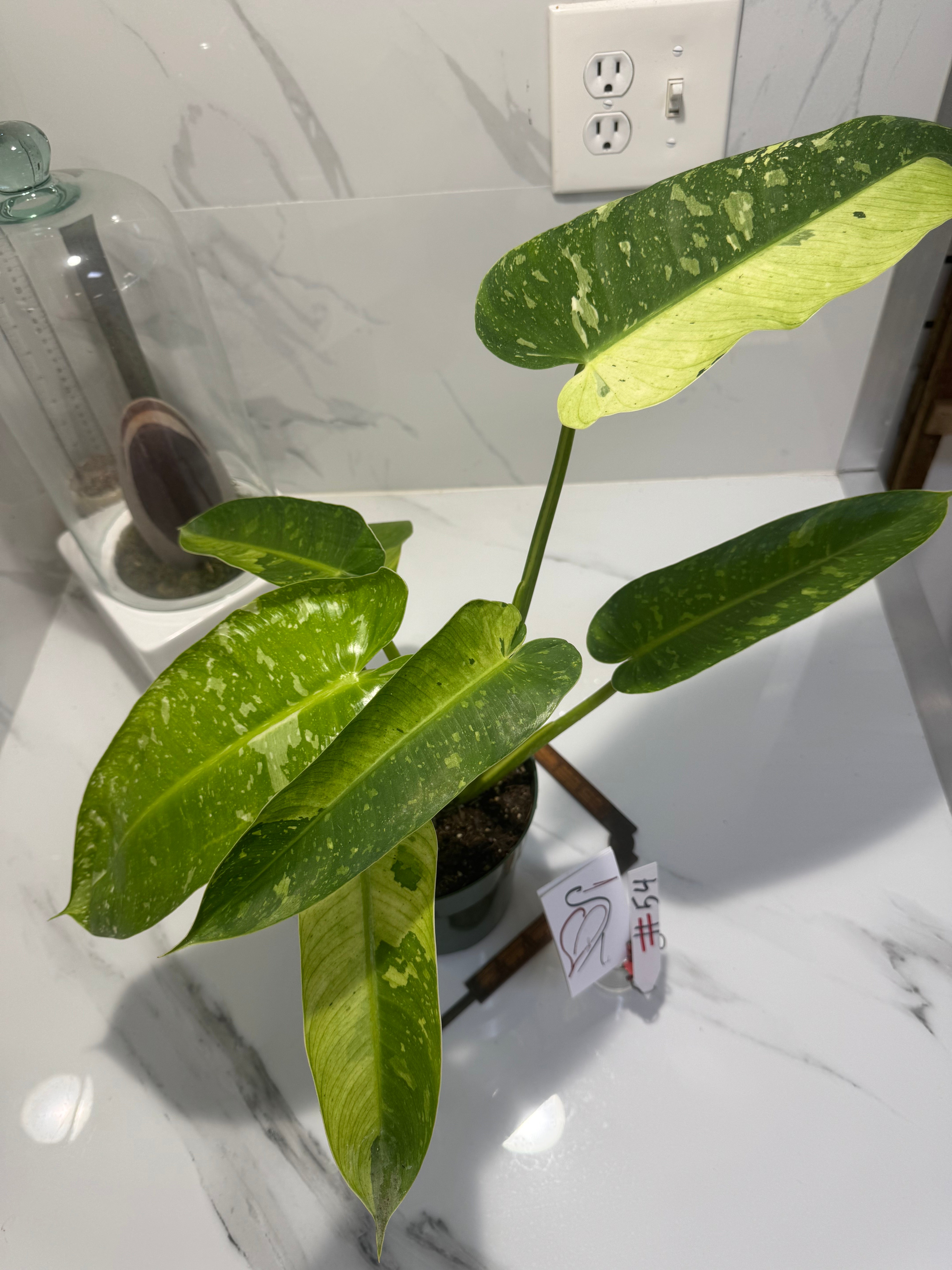 Philodendron Jose Buono #54 — Rare Variegated Collector Aroid | Leaf Stork