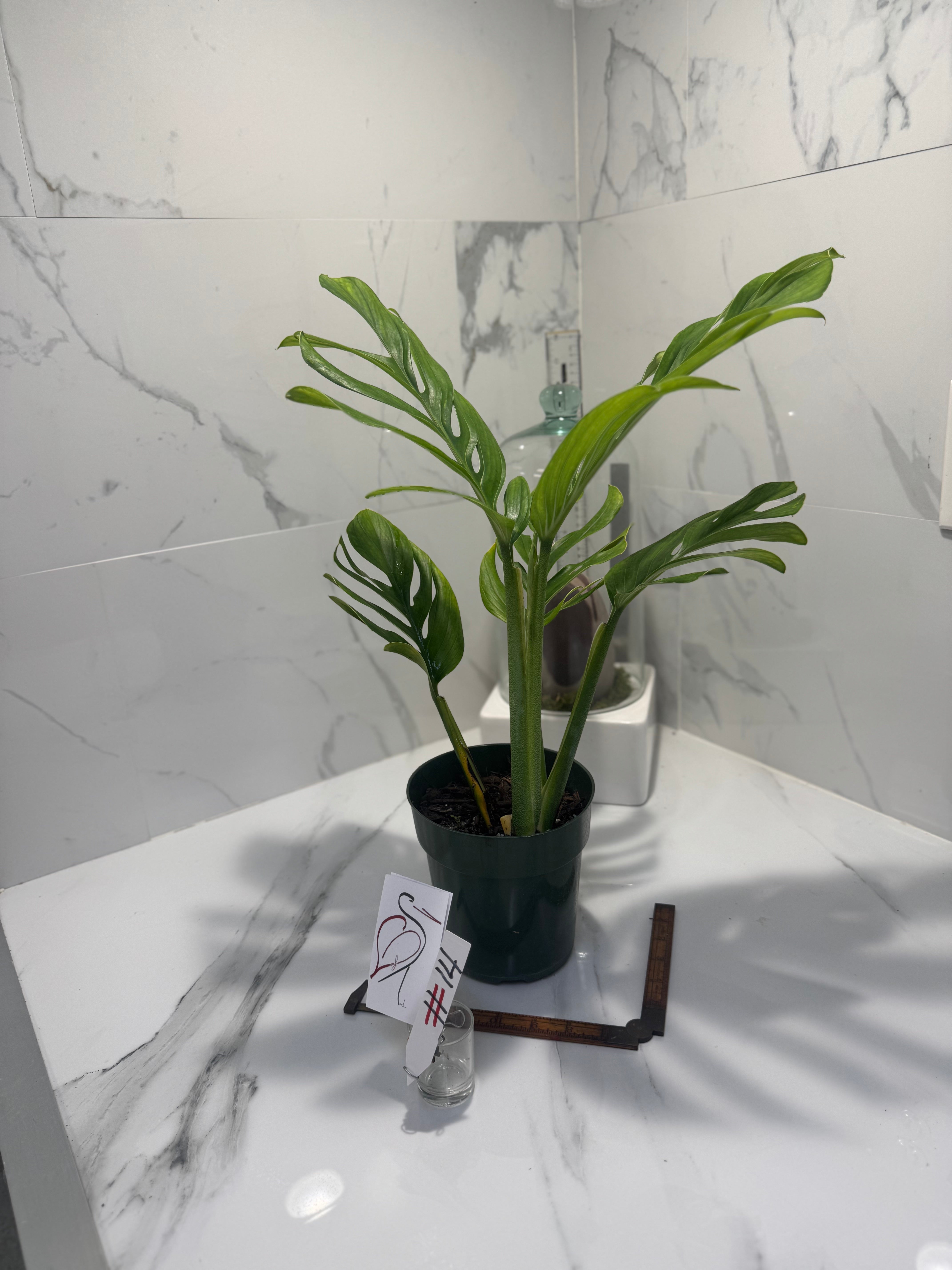 Monstera pinnatipartita #14 — Classic Form Tropical Climber | Leaf Stork