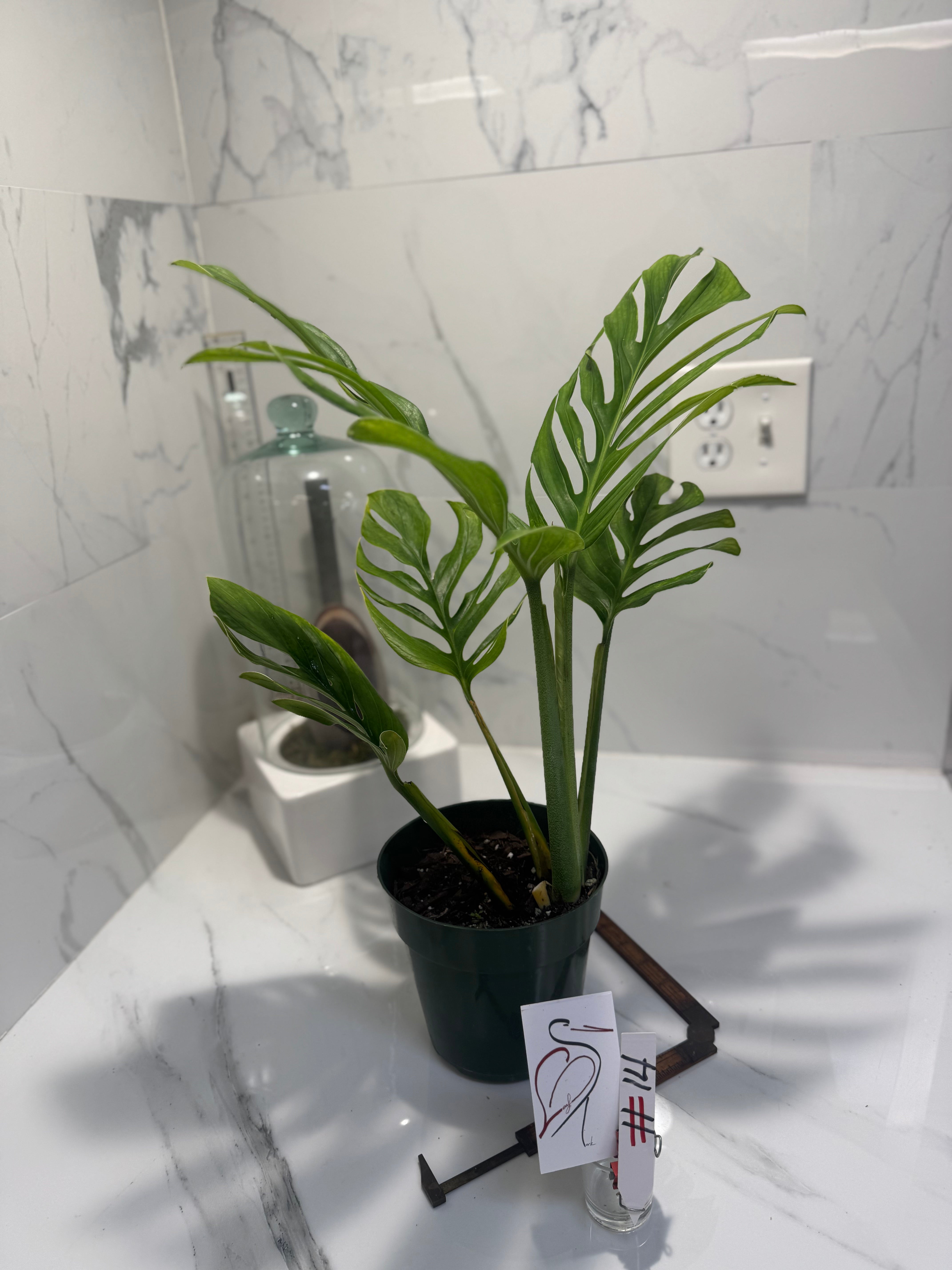 Monstera pinnatipartita #14 — Classic Form Tropical Climber | Leaf Stork