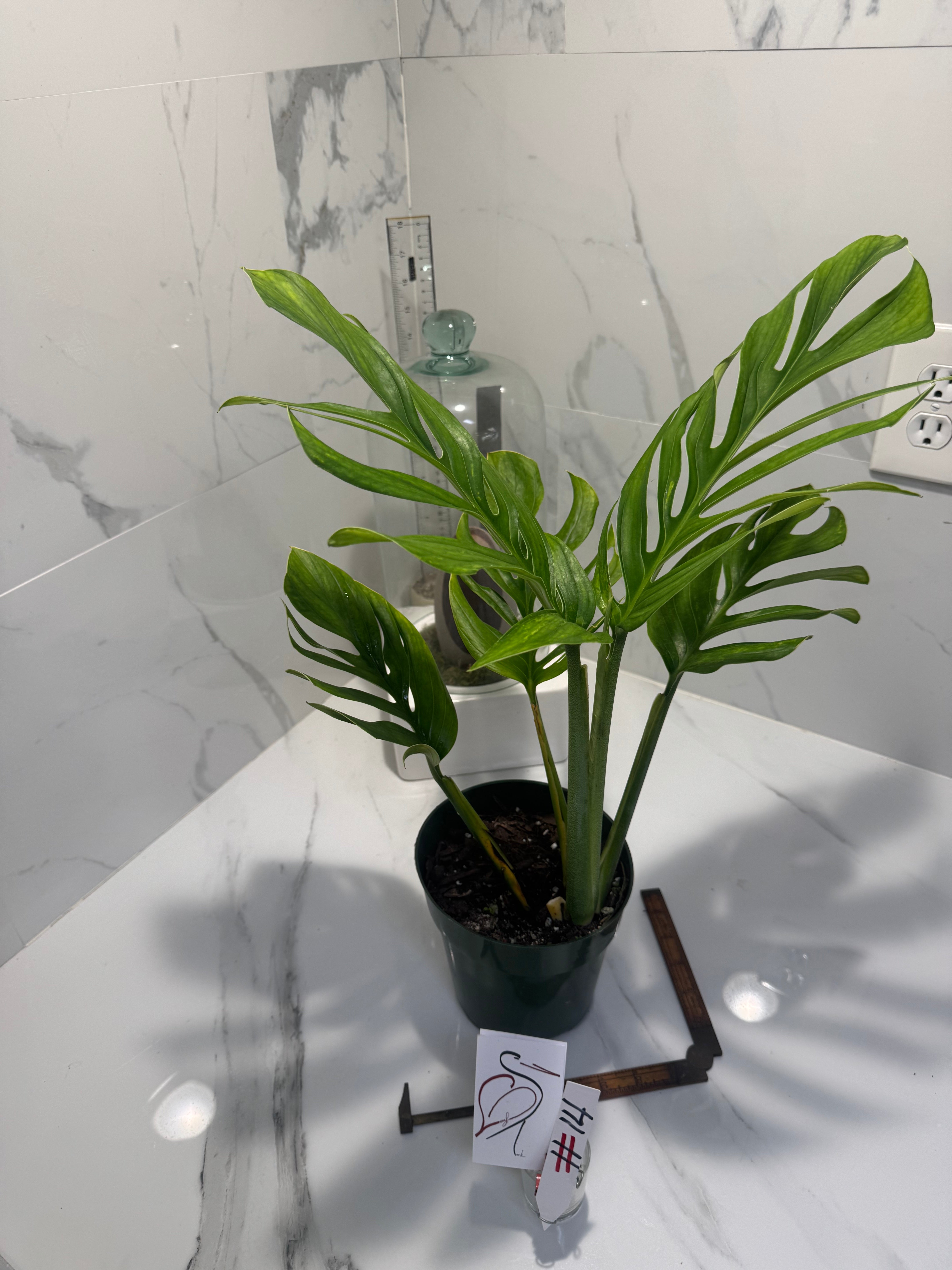 Monstera pinnatipartita #14 — Classic Form Tropical Climber | Leaf Stork