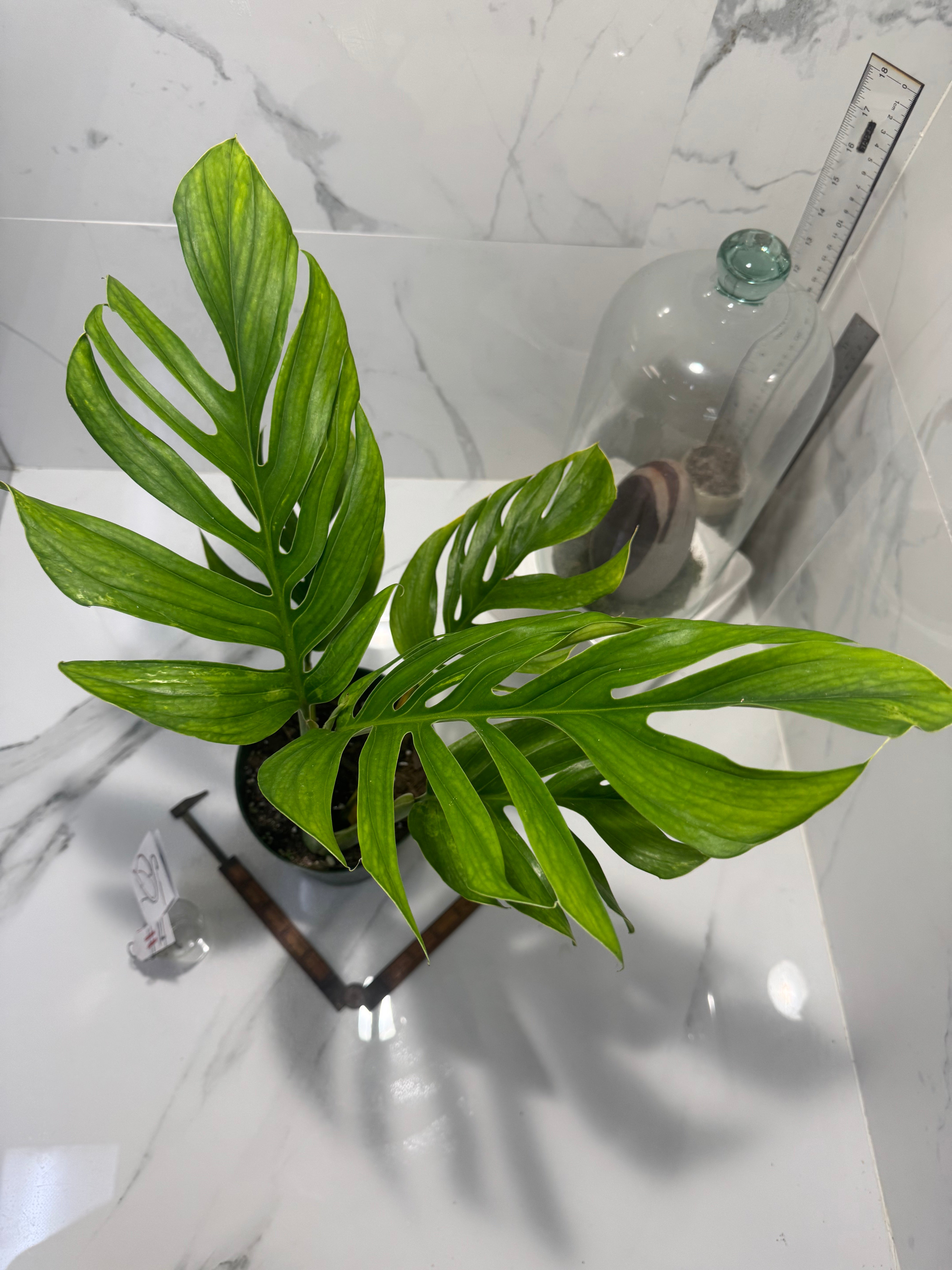 Monstera pinnatipartita #14 — Classic Form Tropical Climber | Leaf Stork