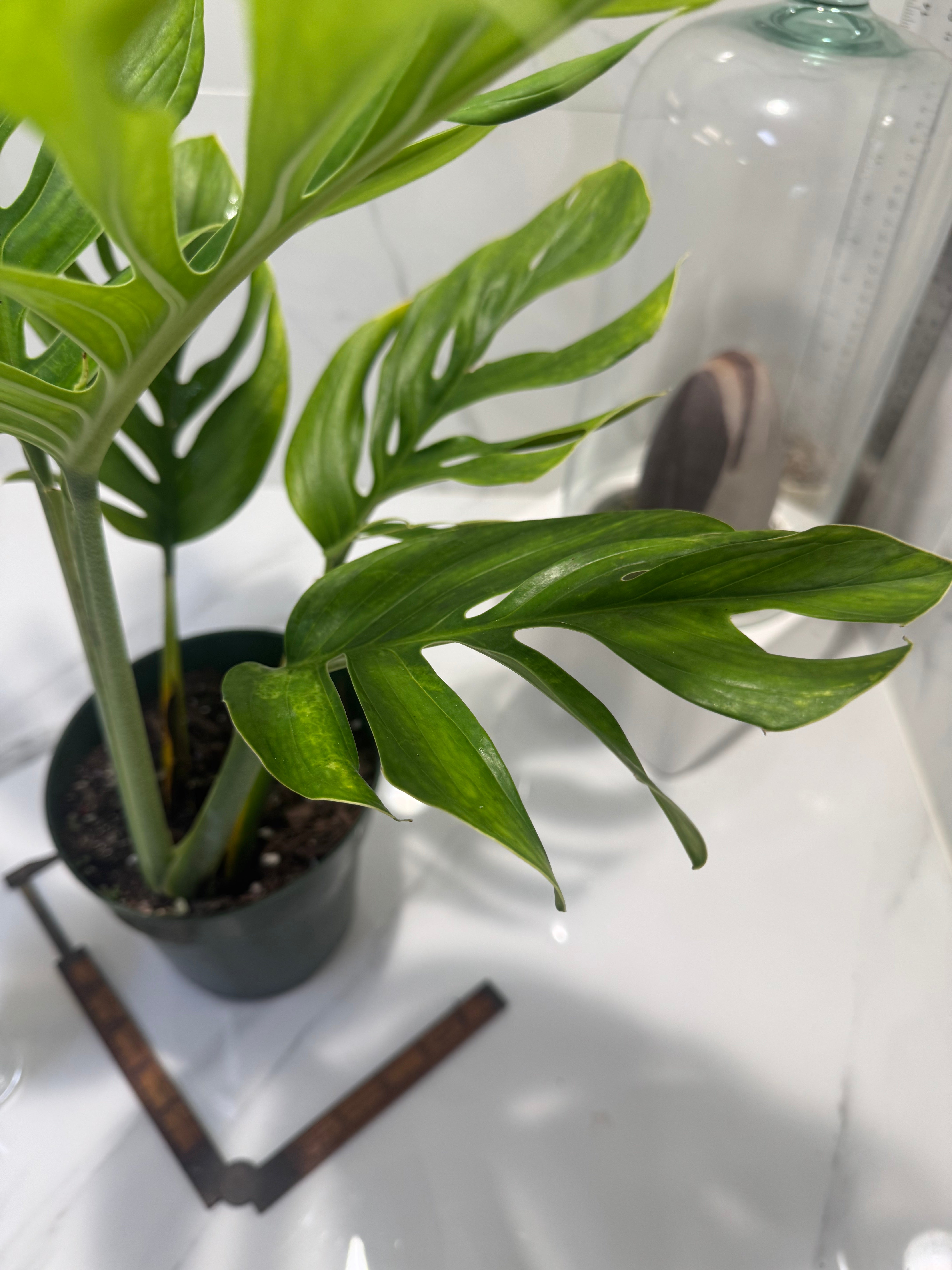 Monstera pinnatipartita #14 — Classic Form Tropical Climber | Leaf Stork