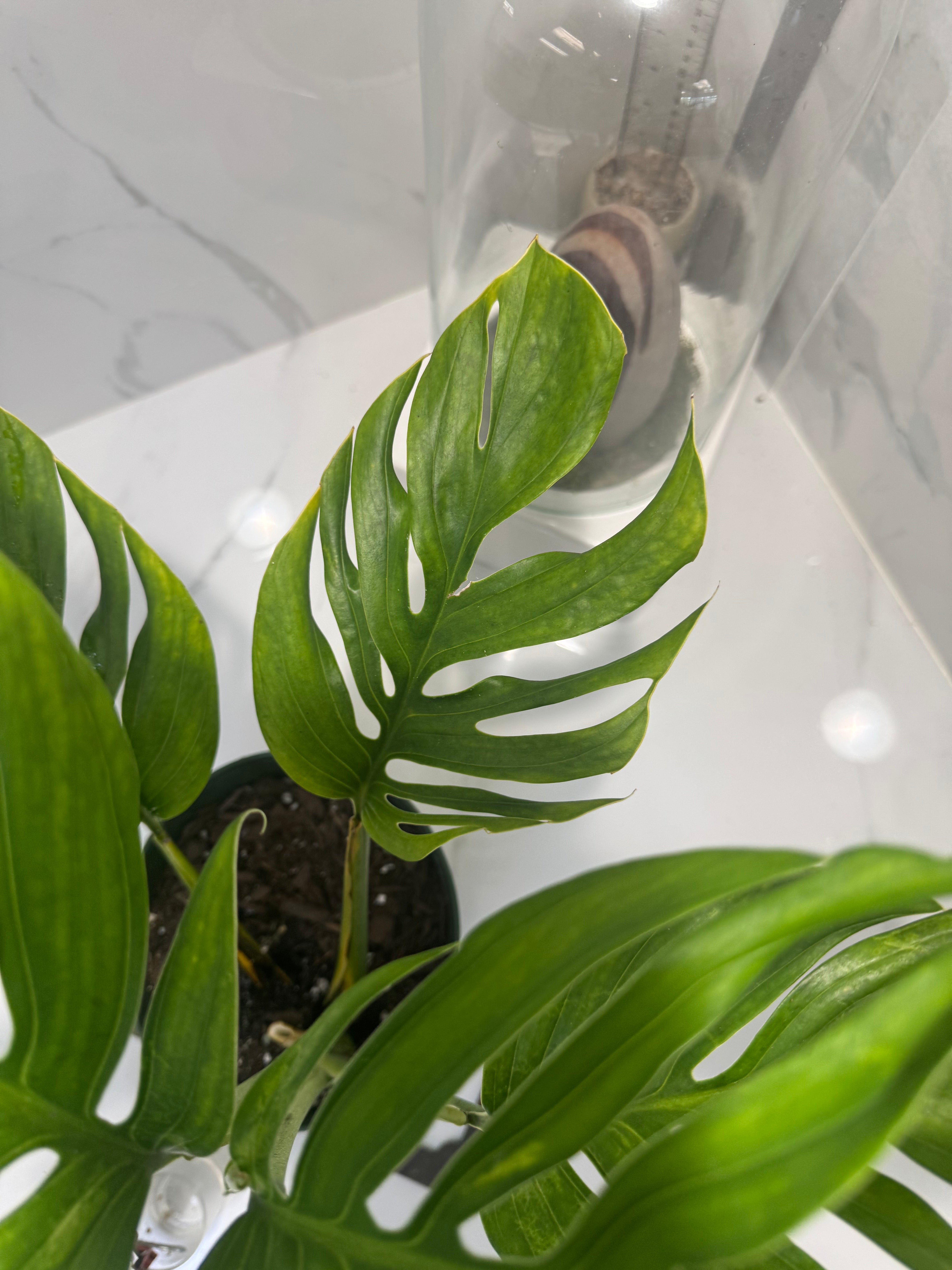 Monstera pinnatipartita #14 — Classic Form Tropical Climber | Leaf Stork