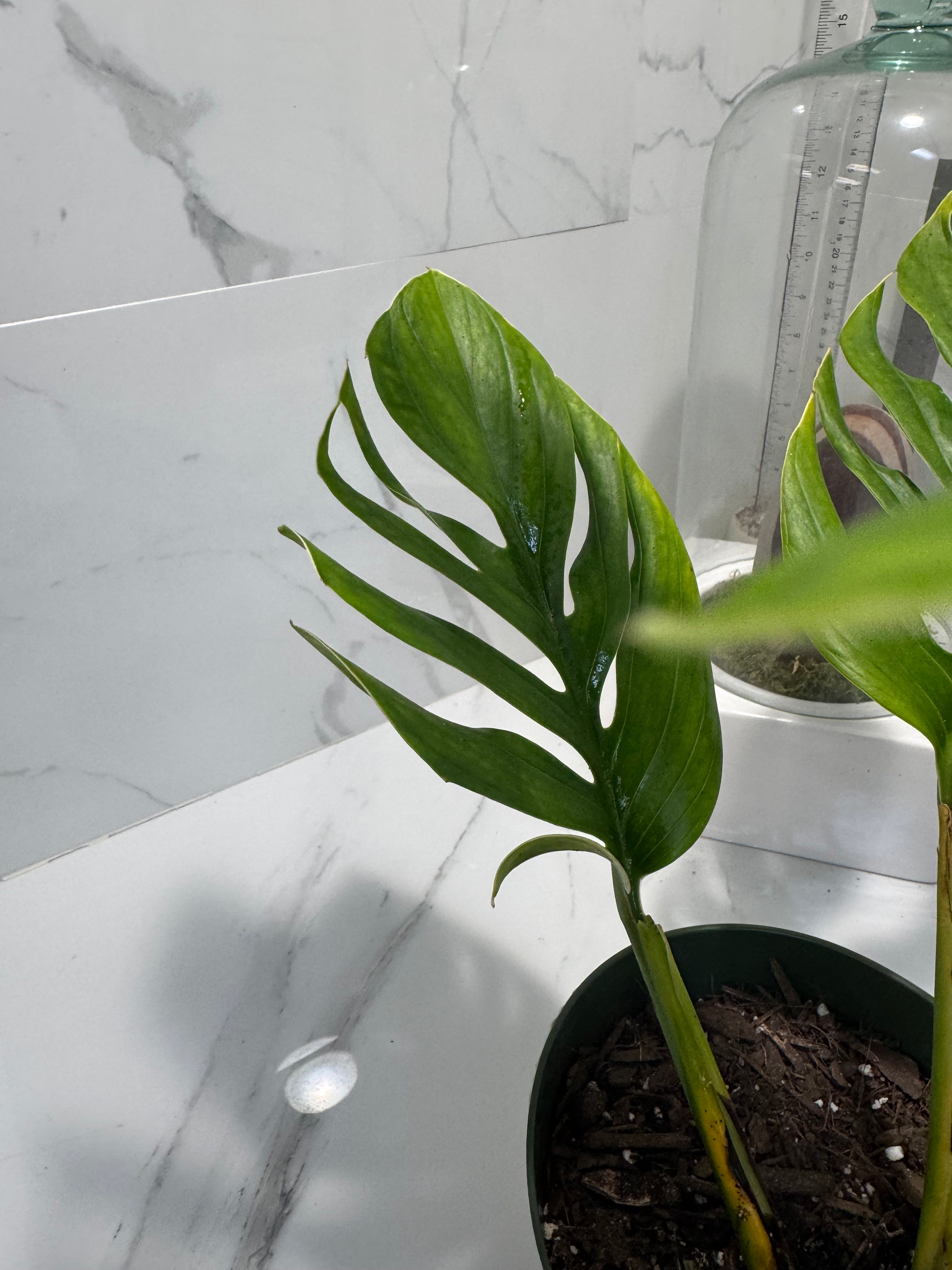 Monstera pinnatipartita #14 — Classic Form Tropical Climber | Leaf Stork