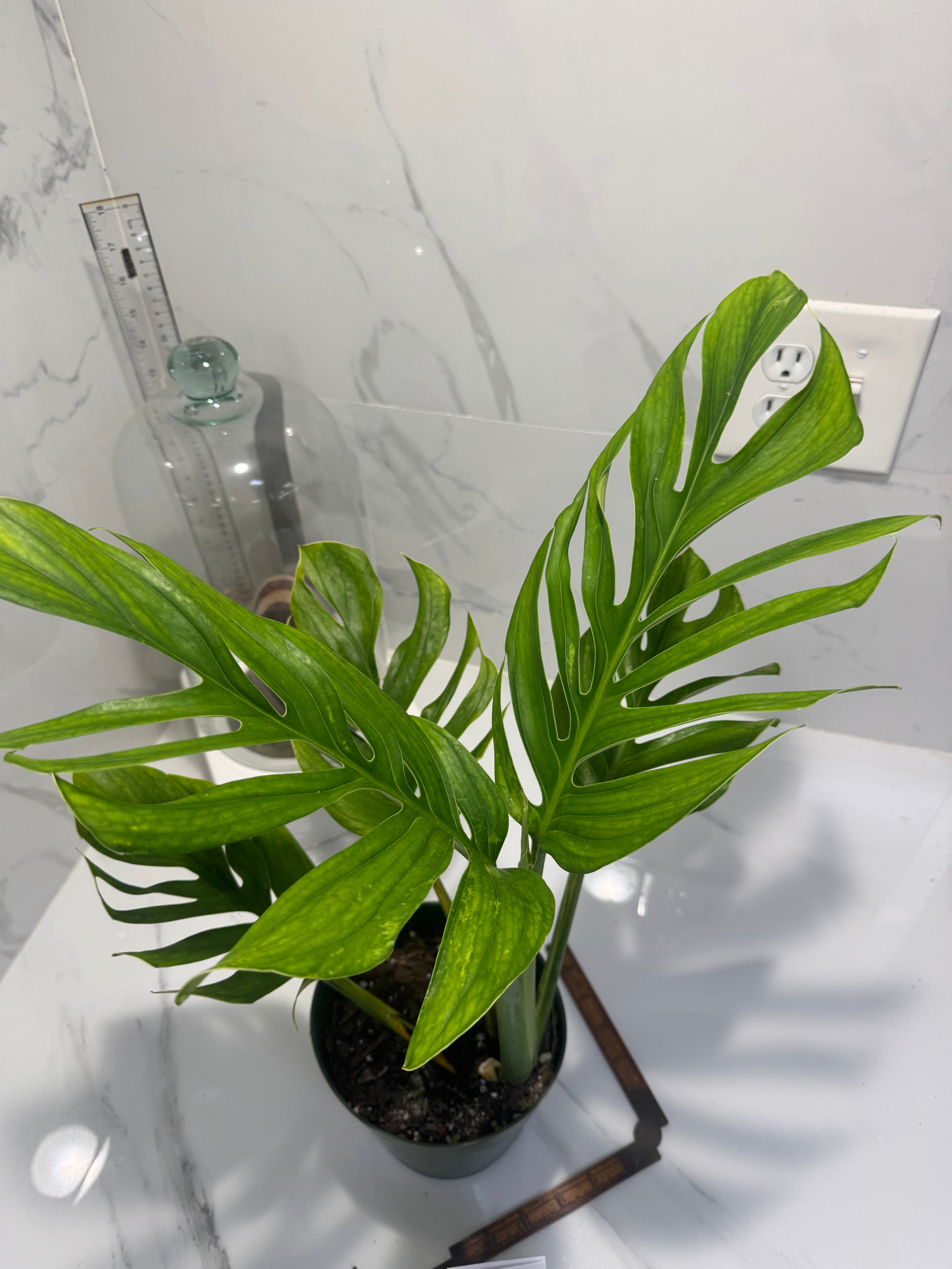 Monstera pinnatipartita #14 — Classic Form Tropical Climber | Leaf Stork