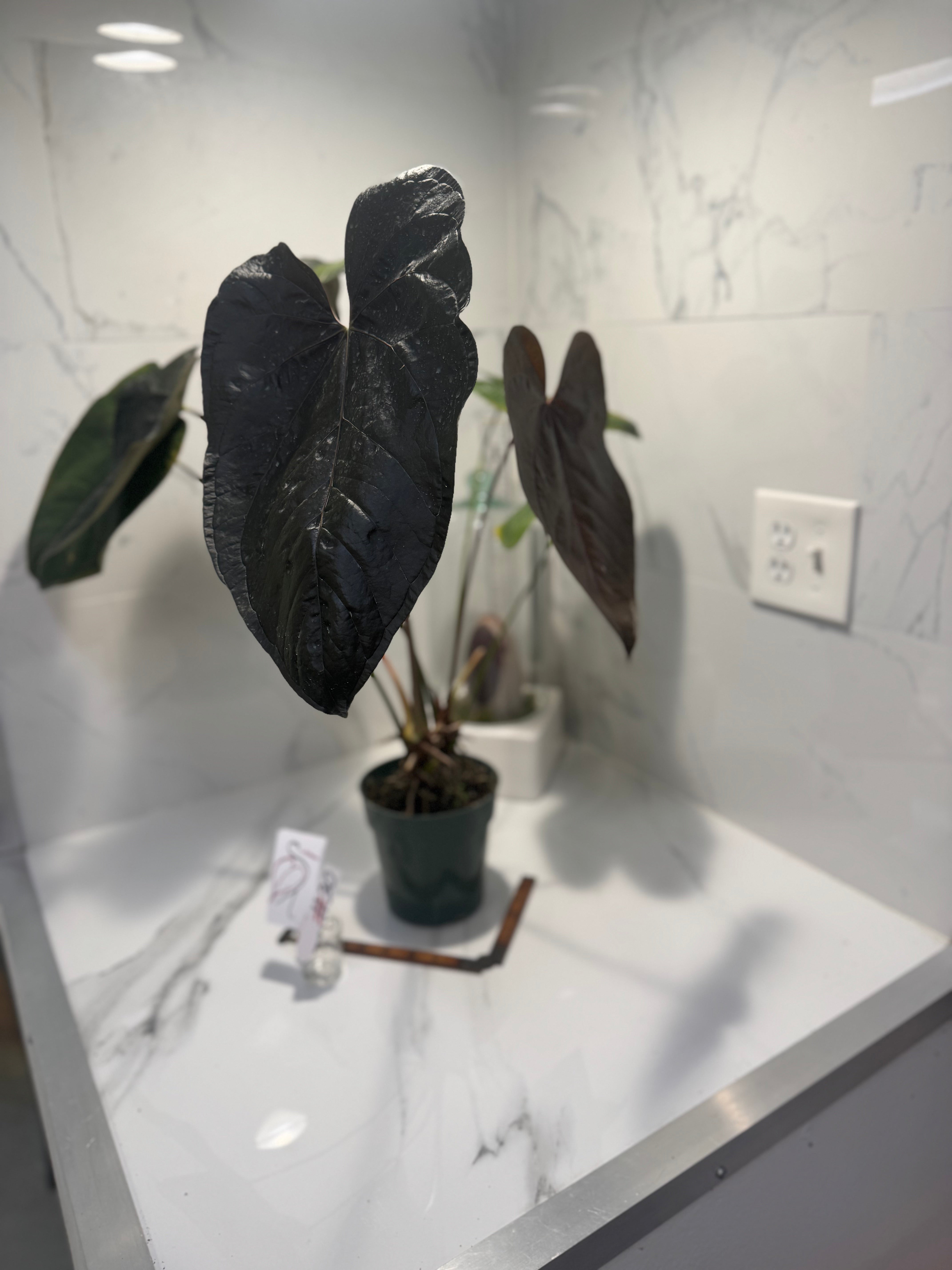 Anthurium “Queen of Hearts” #30 — Rare Collector Aroid with Leathery Heart-Shaped Copper-Green Leaves | Leaf Stork