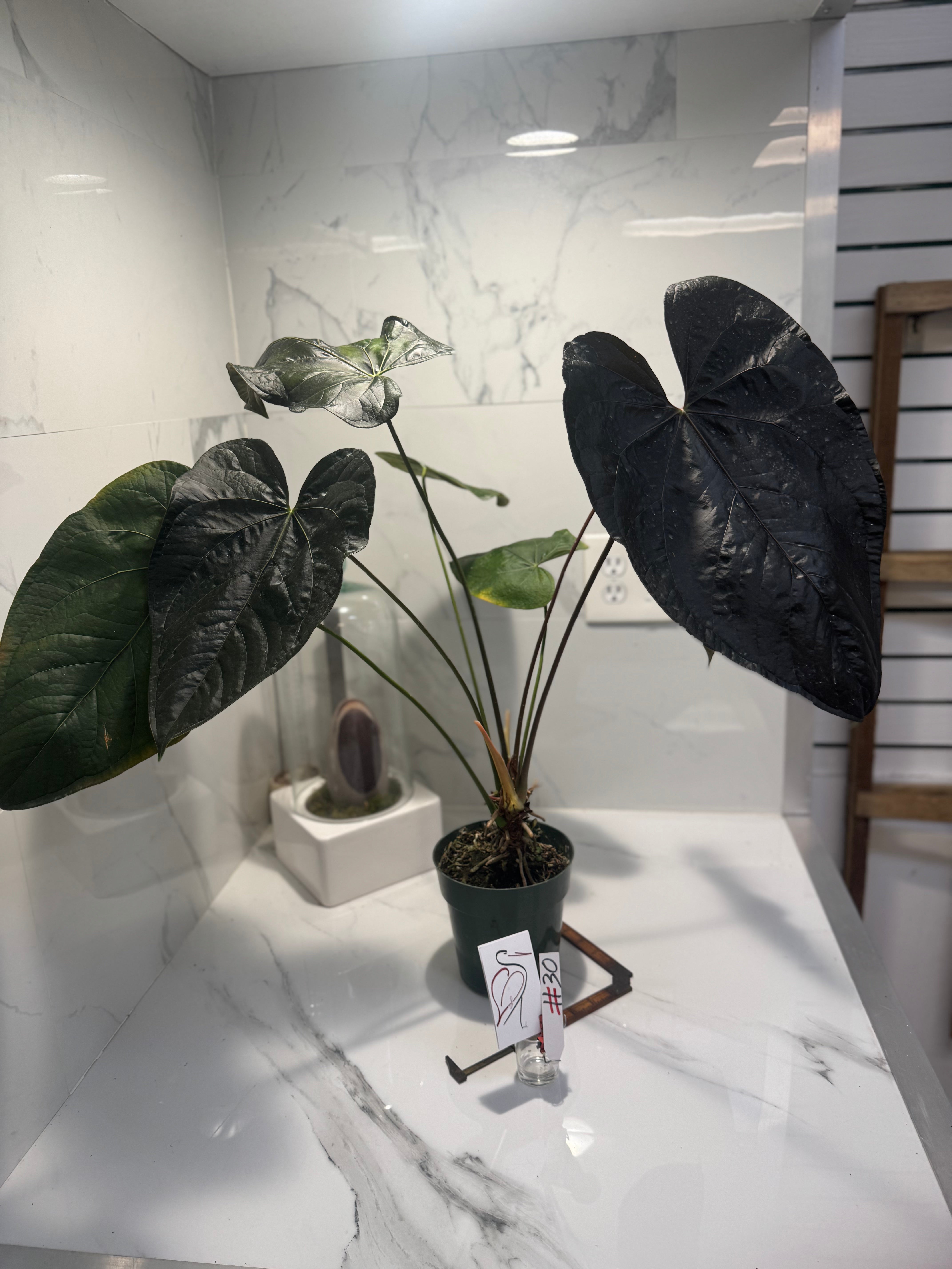 Anthurium “Queen of Hearts” #30 — Rare Collector Aroid with Leathery Heart-Shaped Copper-Green Leaves | Leaf Stork