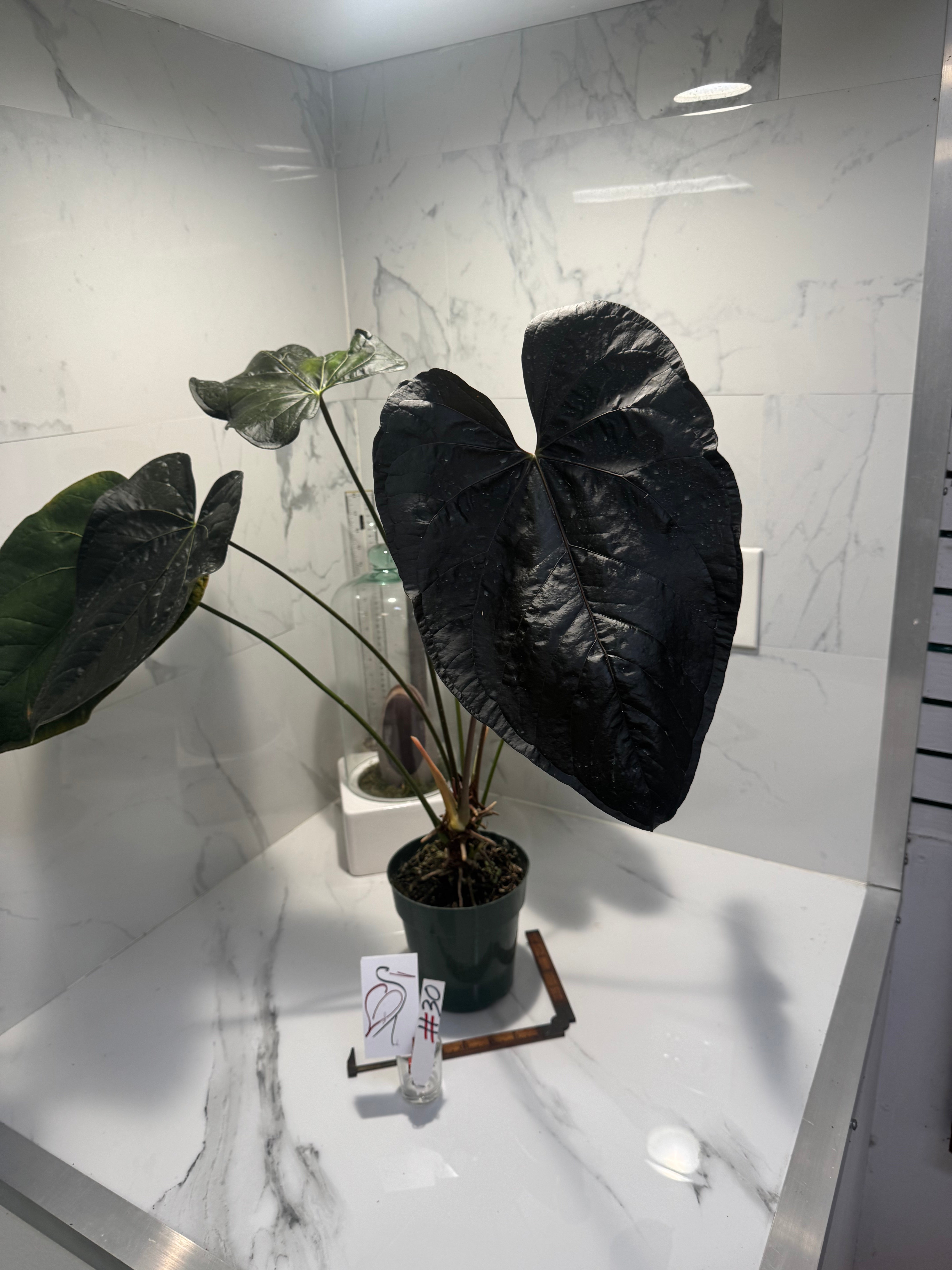 Anthurium “Queen of Hearts” #30 — Rare Collector Aroid with Leathery Heart-Shaped Copper-Green Leaves | Leaf Stork