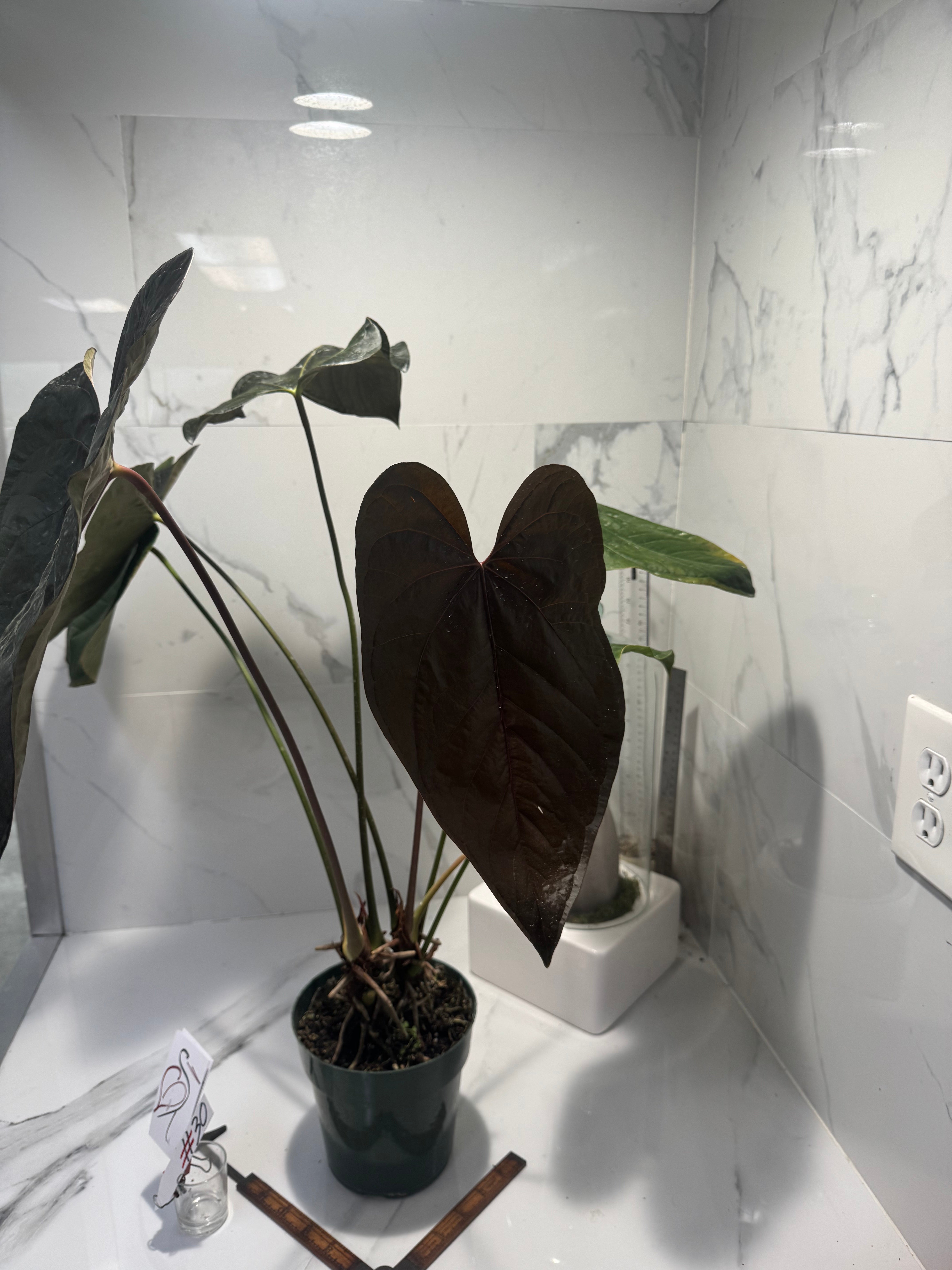 Anthurium “Queen of Hearts” #30 — Rare Collector Aroid with Leathery Heart-Shaped Copper-Green Leaves | Leaf Stork