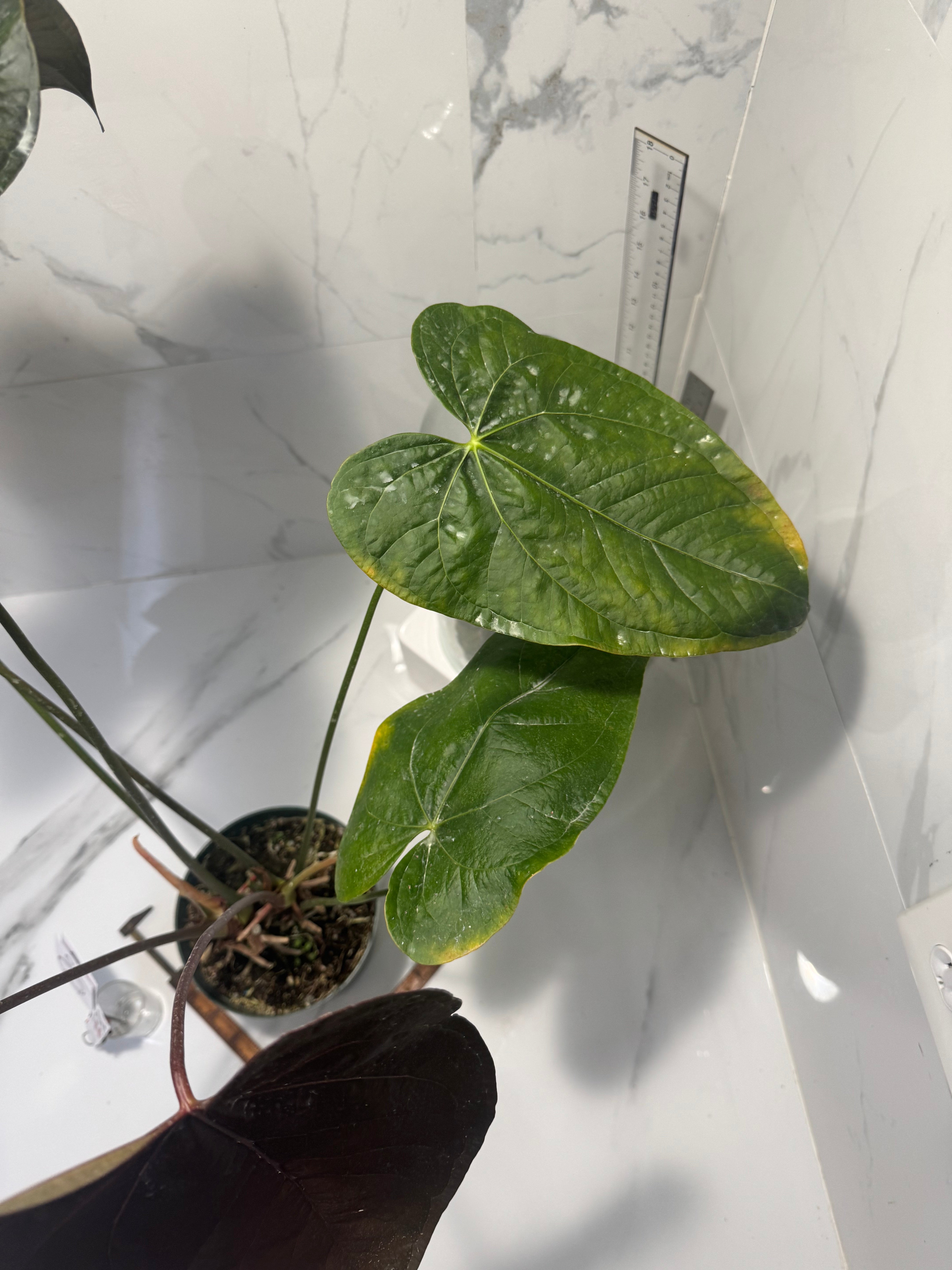 Anthurium “Queen of Hearts” #30 — Rare Collector Aroid with Leathery Heart-Shaped Copper-Green Leaves | Leaf Stork