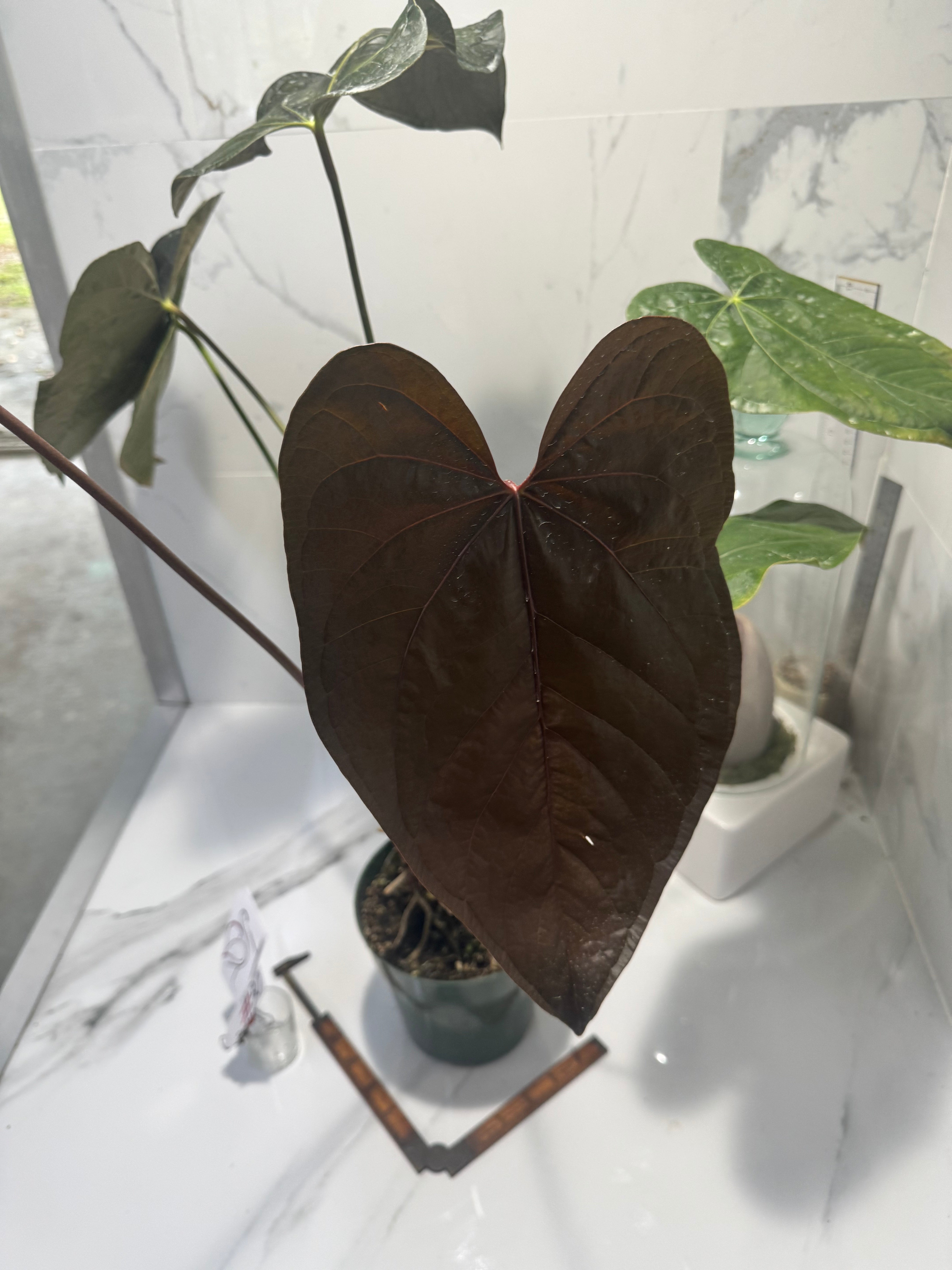Anthurium “Queen of Hearts” #30 — Rare Collector Aroid with Leathery Heart-Shaped Copper-Green Leaves | Leaf Stork