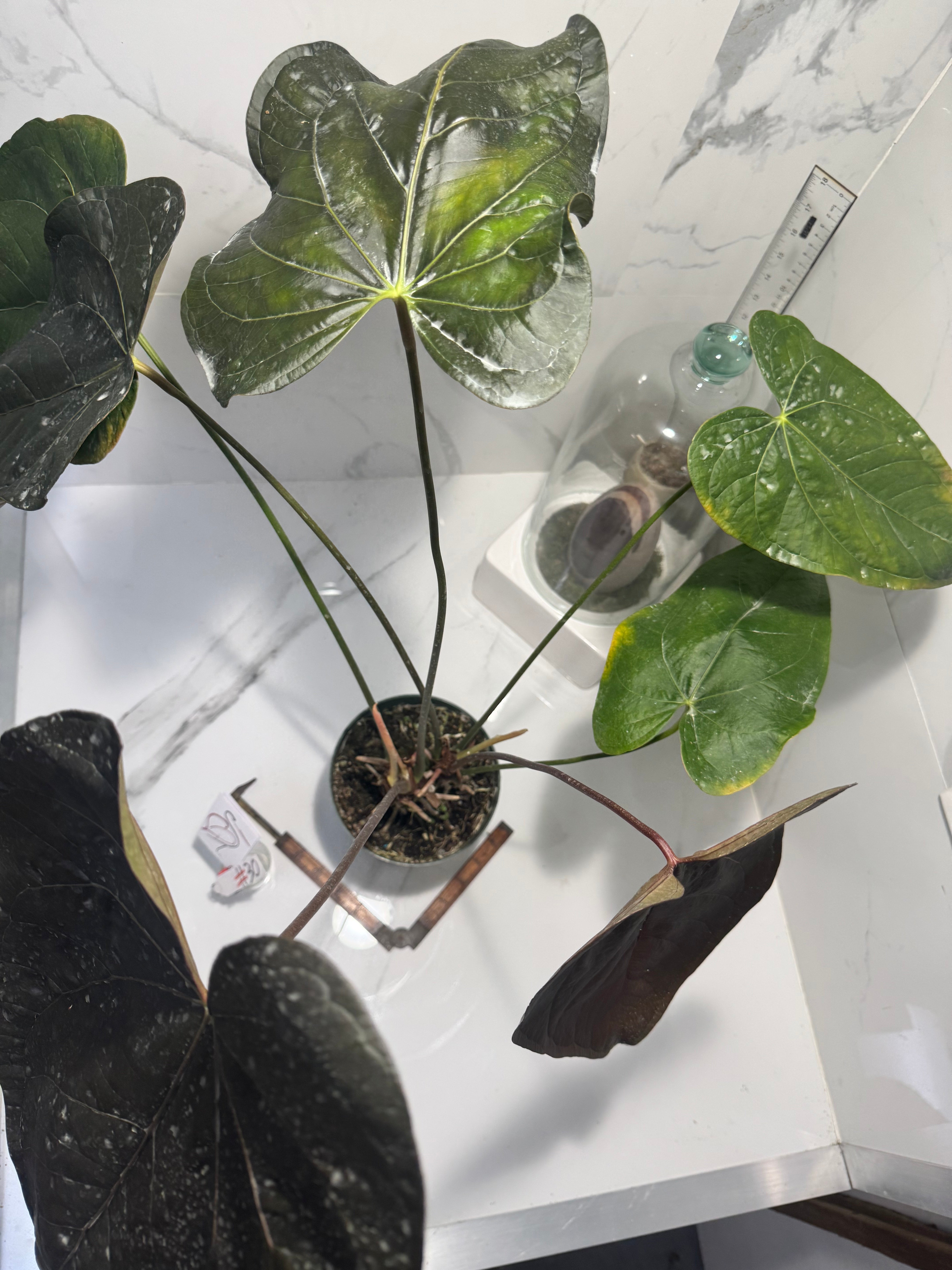 Anthurium “Queen of Hearts” #30 — Rare Collector Aroid with Leathery Heart-Shaped Copper-Green Leaves | Leaf Stork