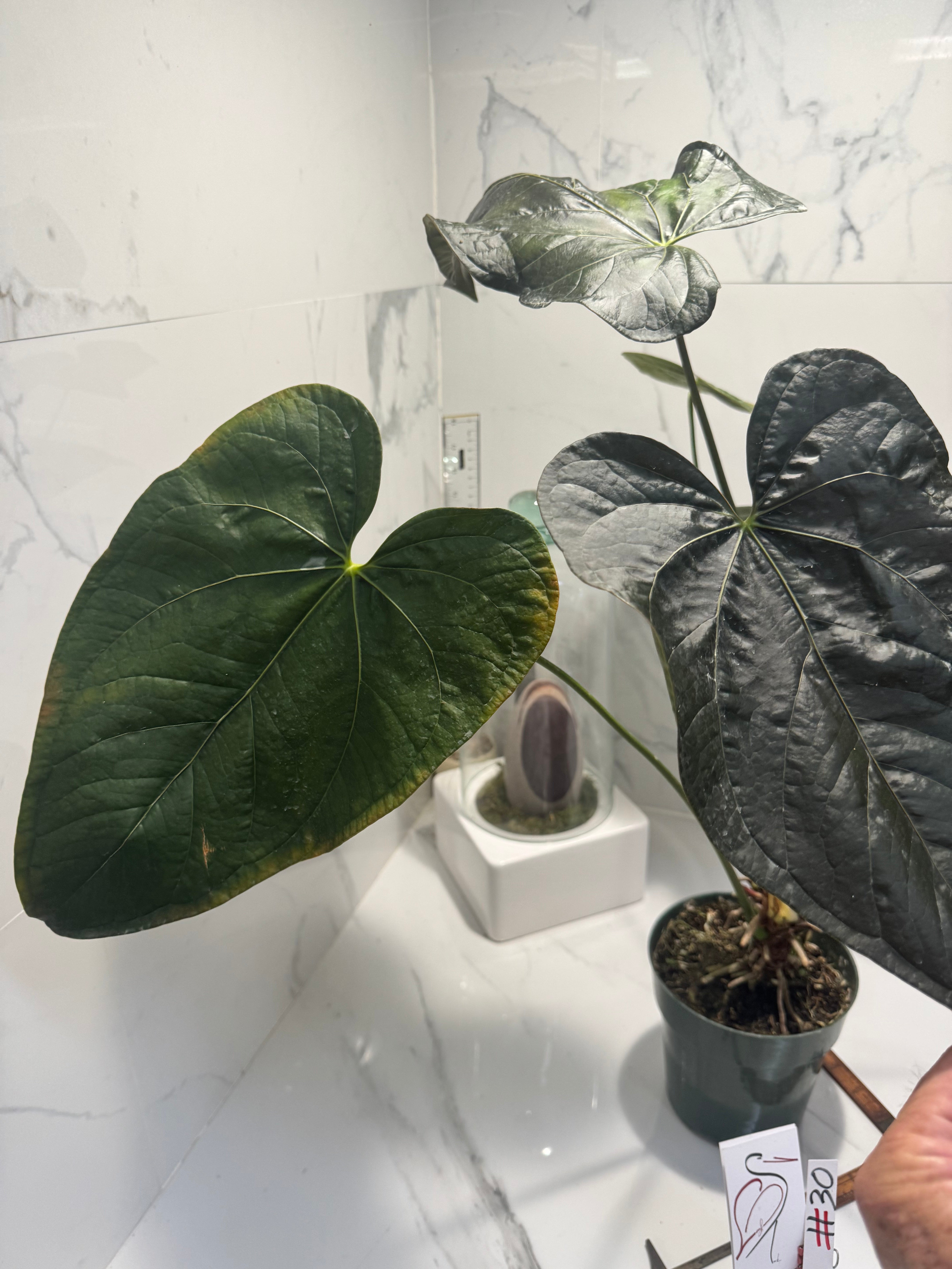 Anthurium “Queen of Hearts” #30 — Rare Collector Aroid with Leathery Heart-Shaped Copper-Green Leaves | Leaf Stork