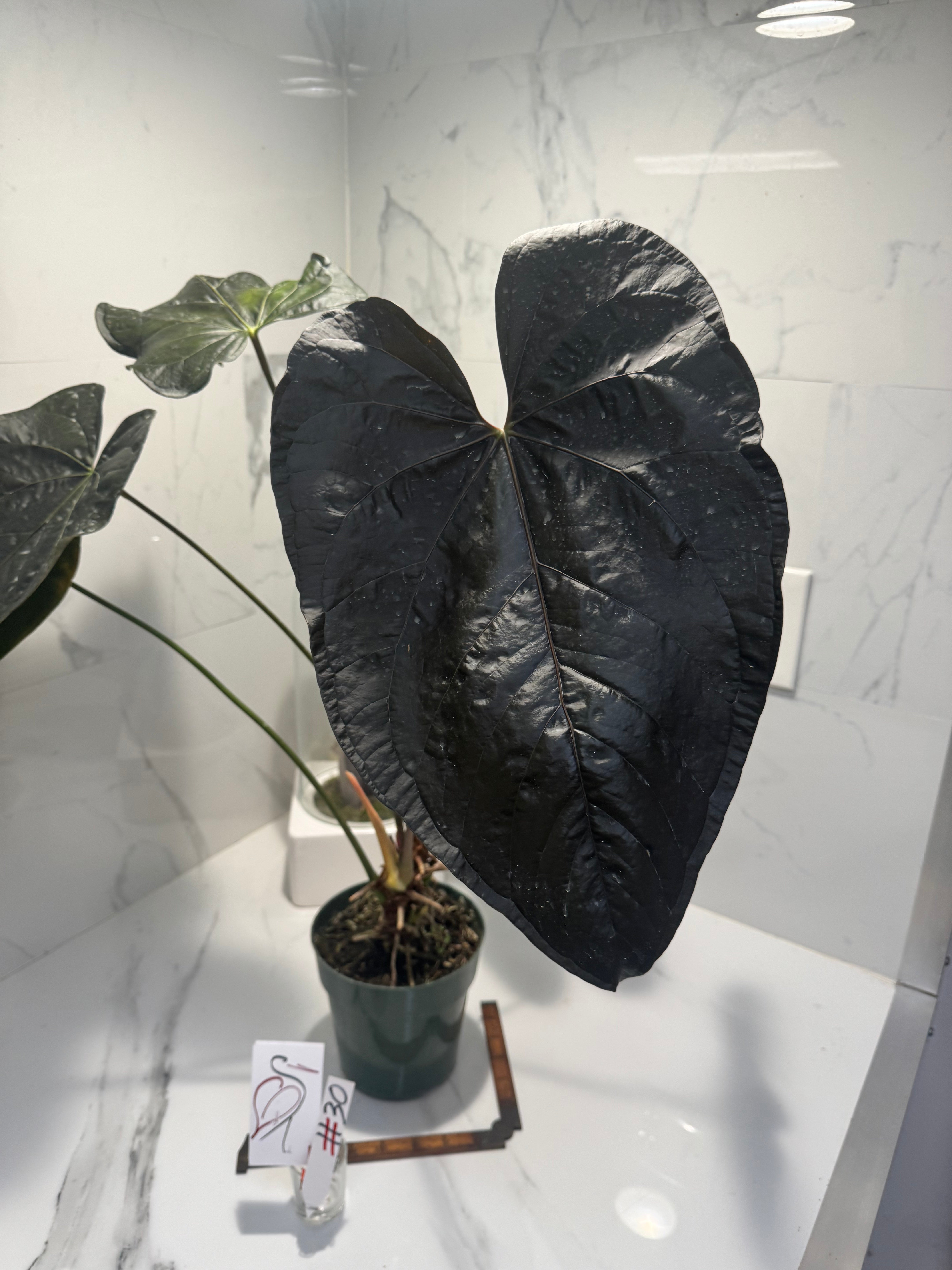 Anthurium “Queen of Hearts” #30 — Rare Collector Aroid with Leathery Heart-Shaped Copper-Green Leaves | Leaf Stork