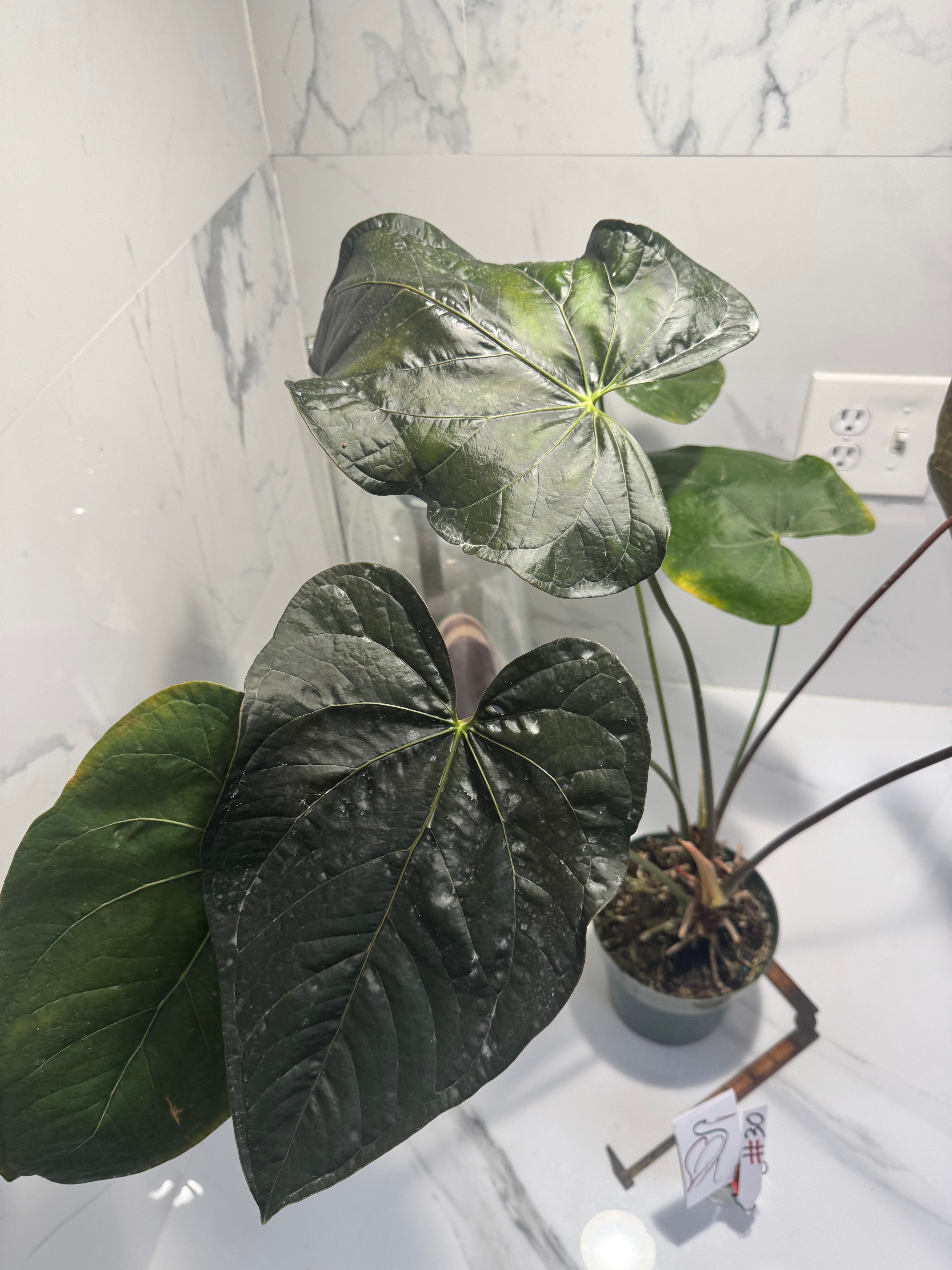 Anthurium “Queen of Hearts” #30 — Rare Collector Aroid with Leathery Heart-Shaped Copper-Green Leaves | Leaf Stork