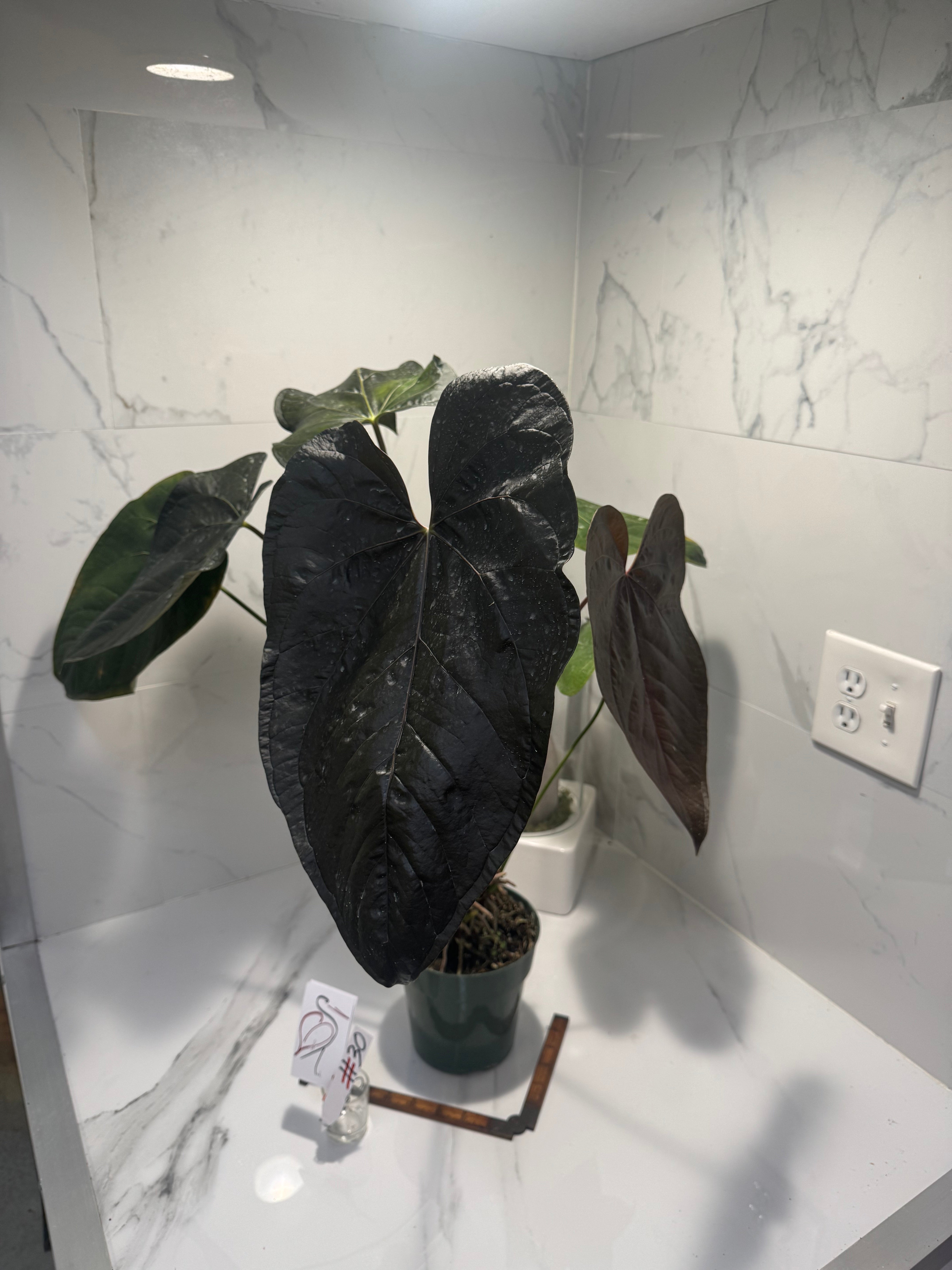 Anthurium “Queen of Hearts” #30 — Rare Collector Aroid with Leathery Heart-Shaped Copper-Green Leaves | Leaf Stork