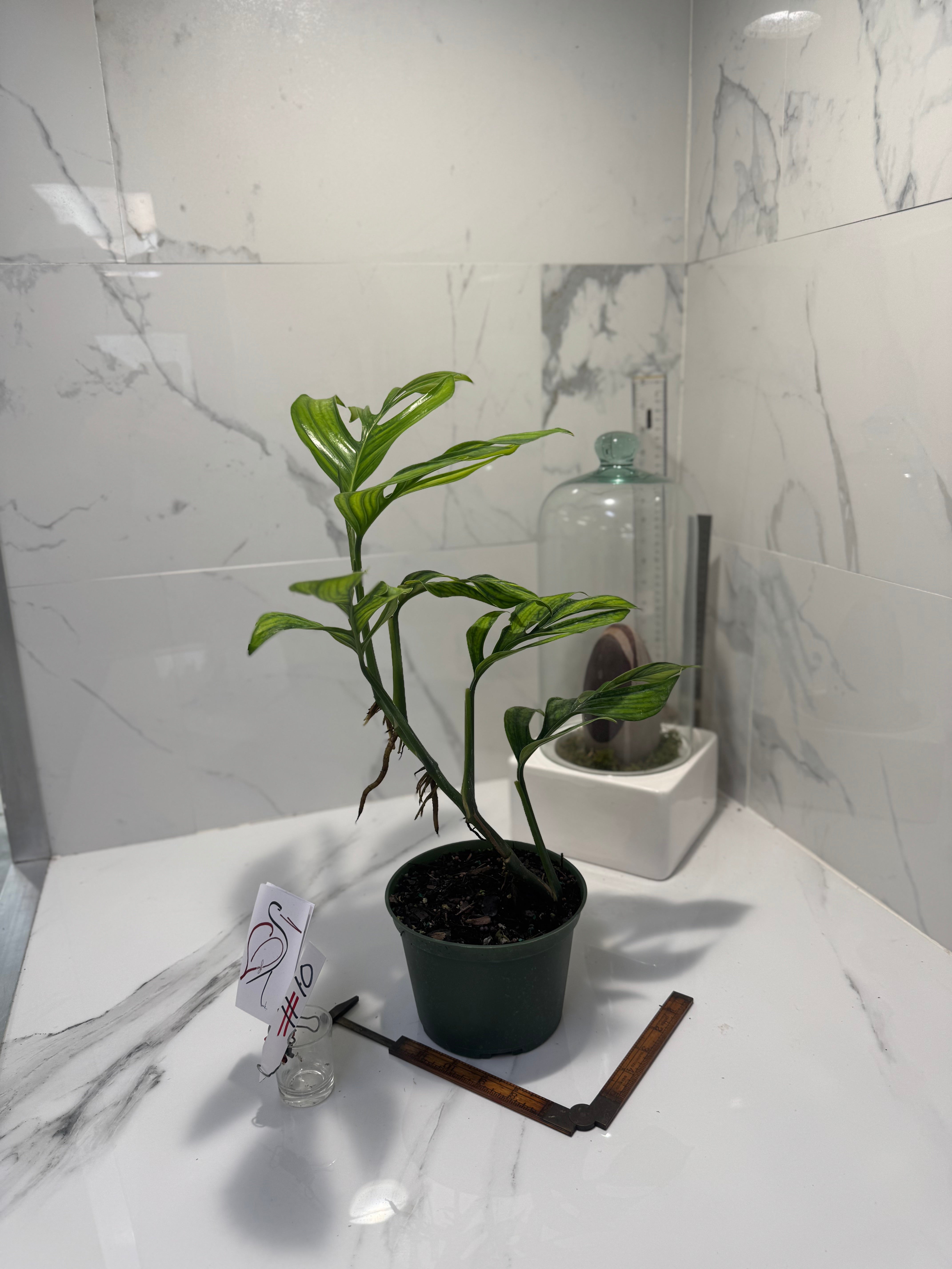 Monstera pinnatipartita “Dark Form Colombian” #11 — Mature Fenestrated Collector Aroid | Leaf Stork