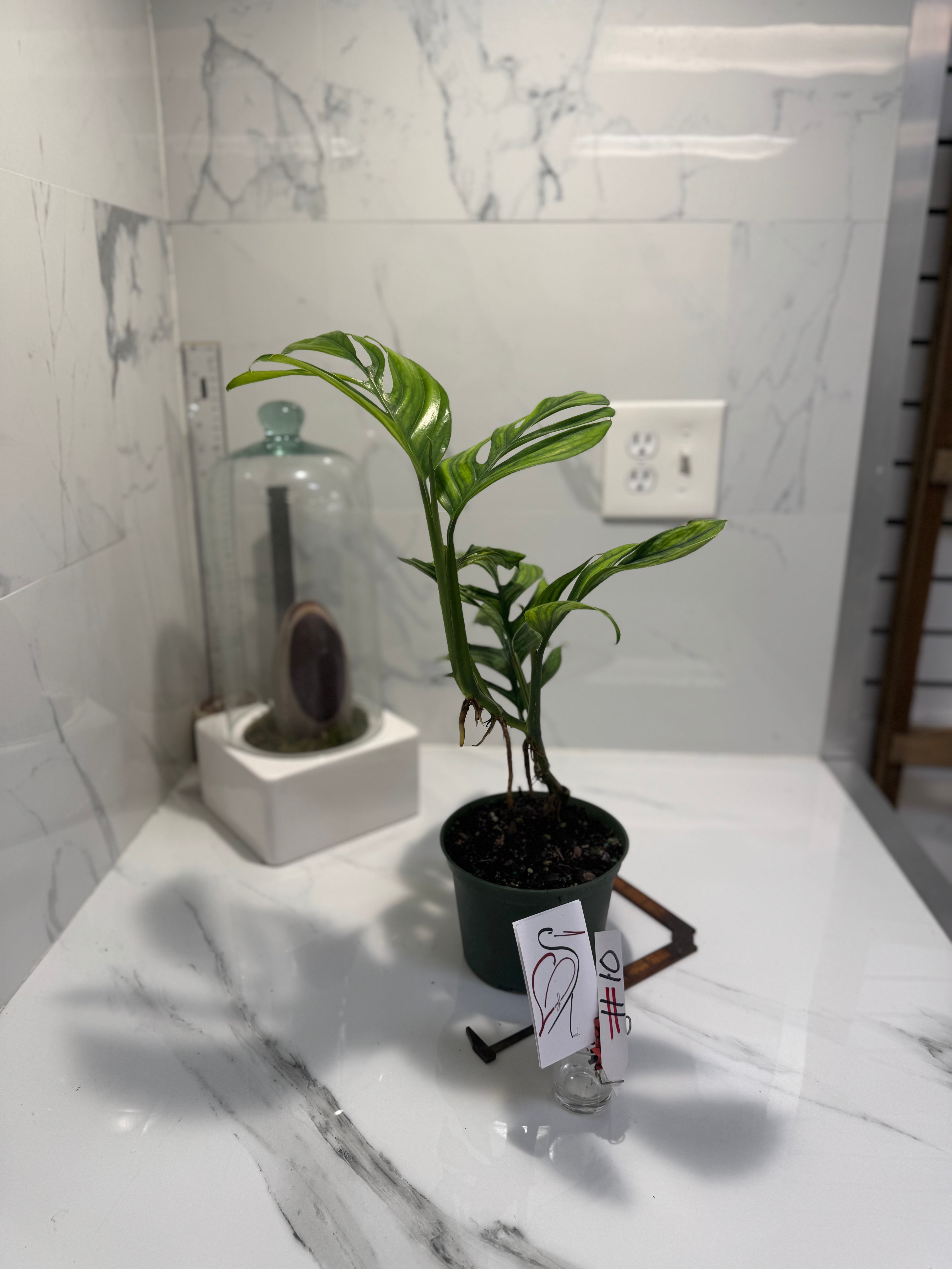 Monstera pinnatipartita “Dark Form Colombian” #11 — Mature Fenestrated Collector Aroid | Leaf Stork