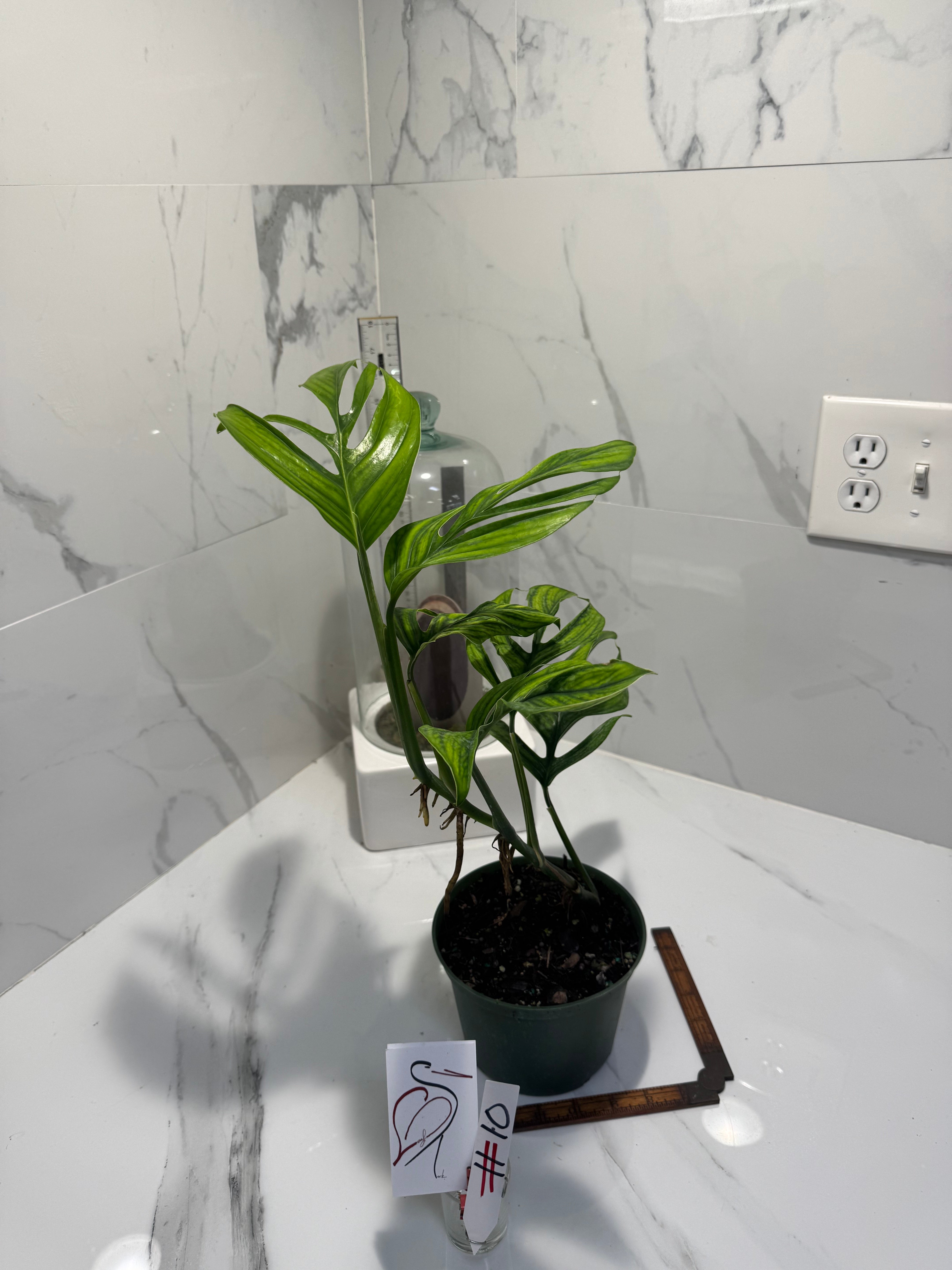 Monstera pinnatipartita “Dark Form Colombian” #11 — Mature Fenestrated Collector Aroid | Leaf Stork