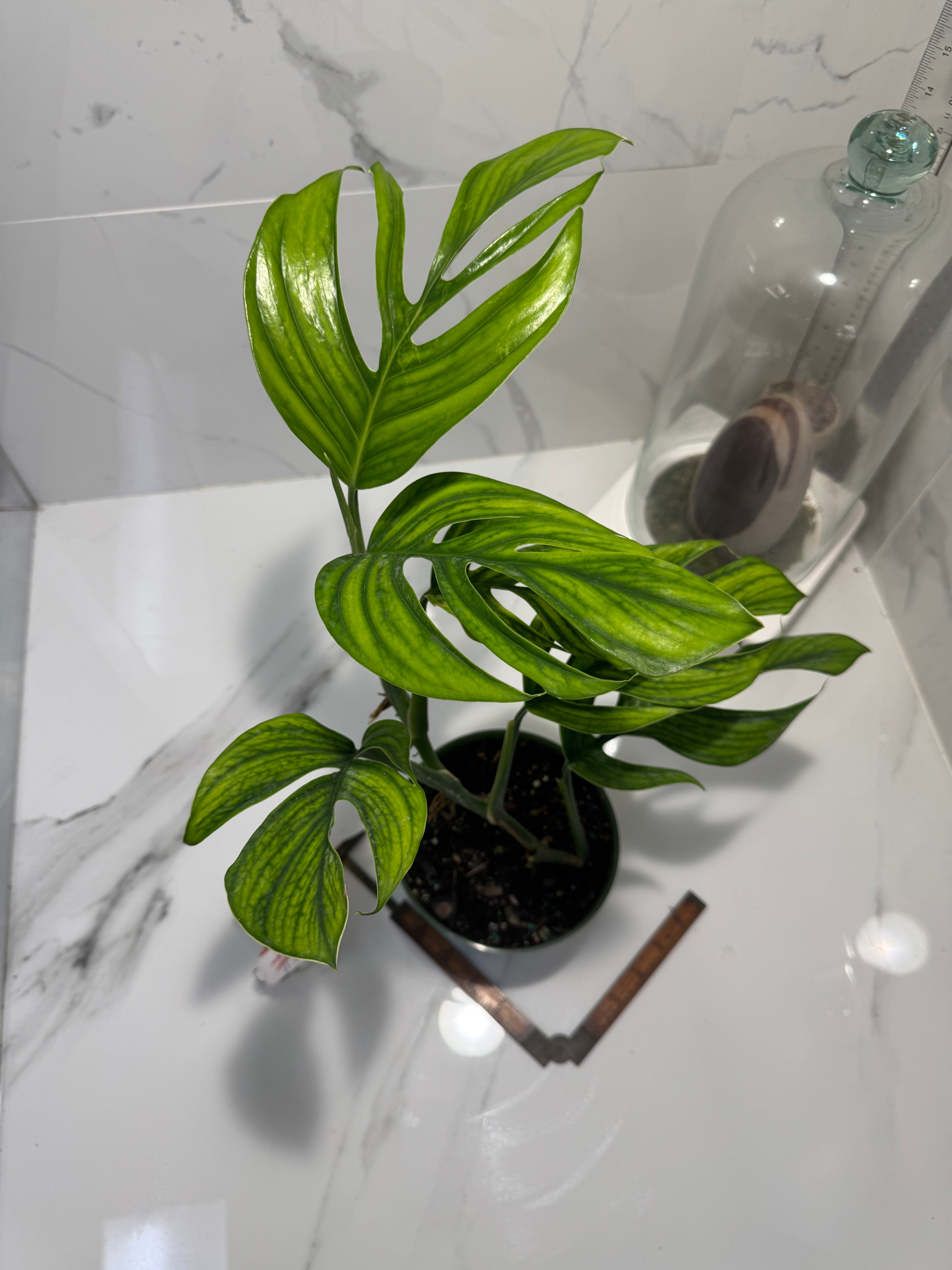 Monstera pinnatipartita “Dark Form Colombian” #11 — Mature Fenestrated Collector Aroid | Leaf Stork