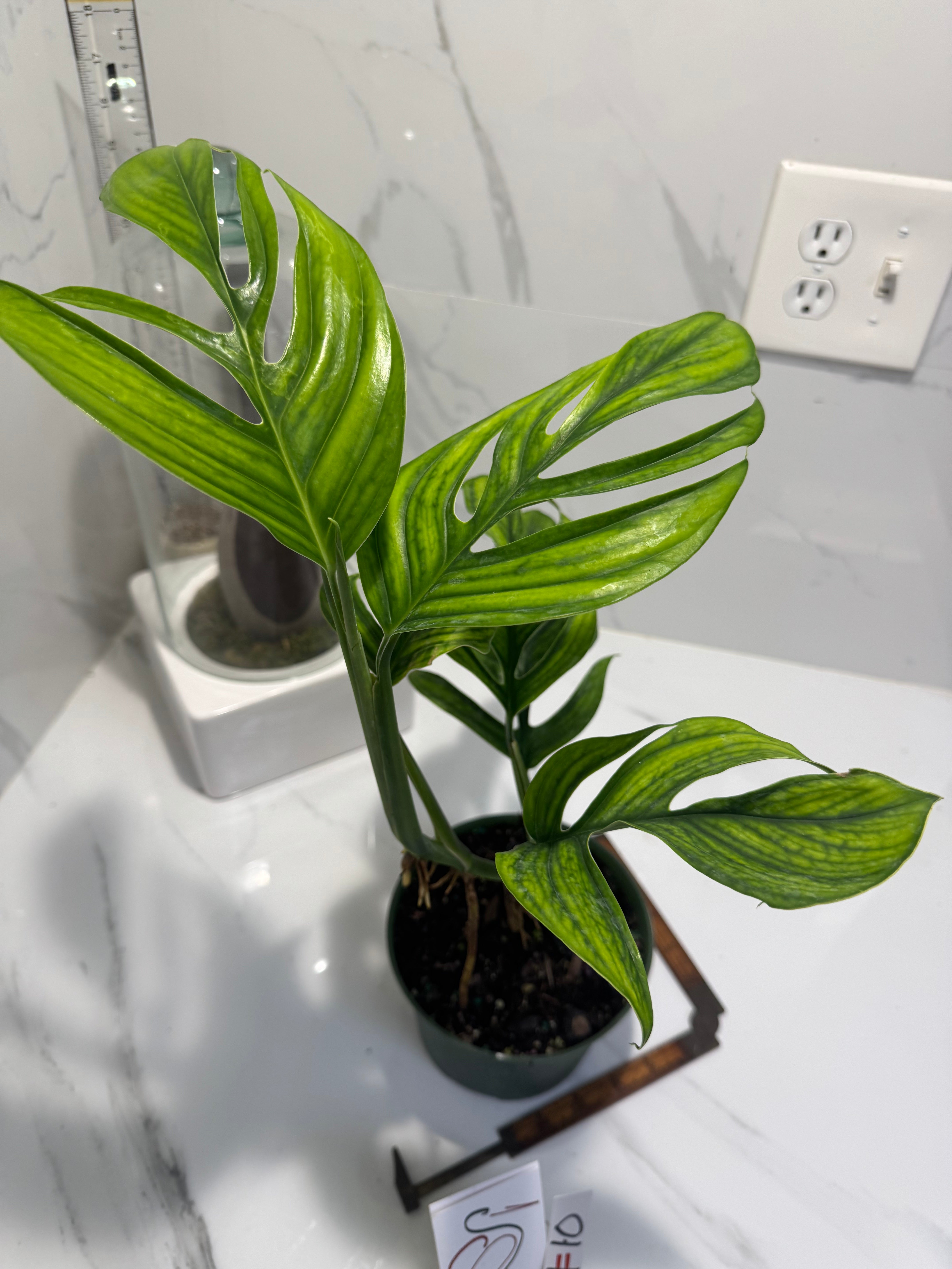 Monstera pinnatipartita “Dark Form Colombian” #11 — Mature Fenestrated Collector Aroid | Leaf Stork