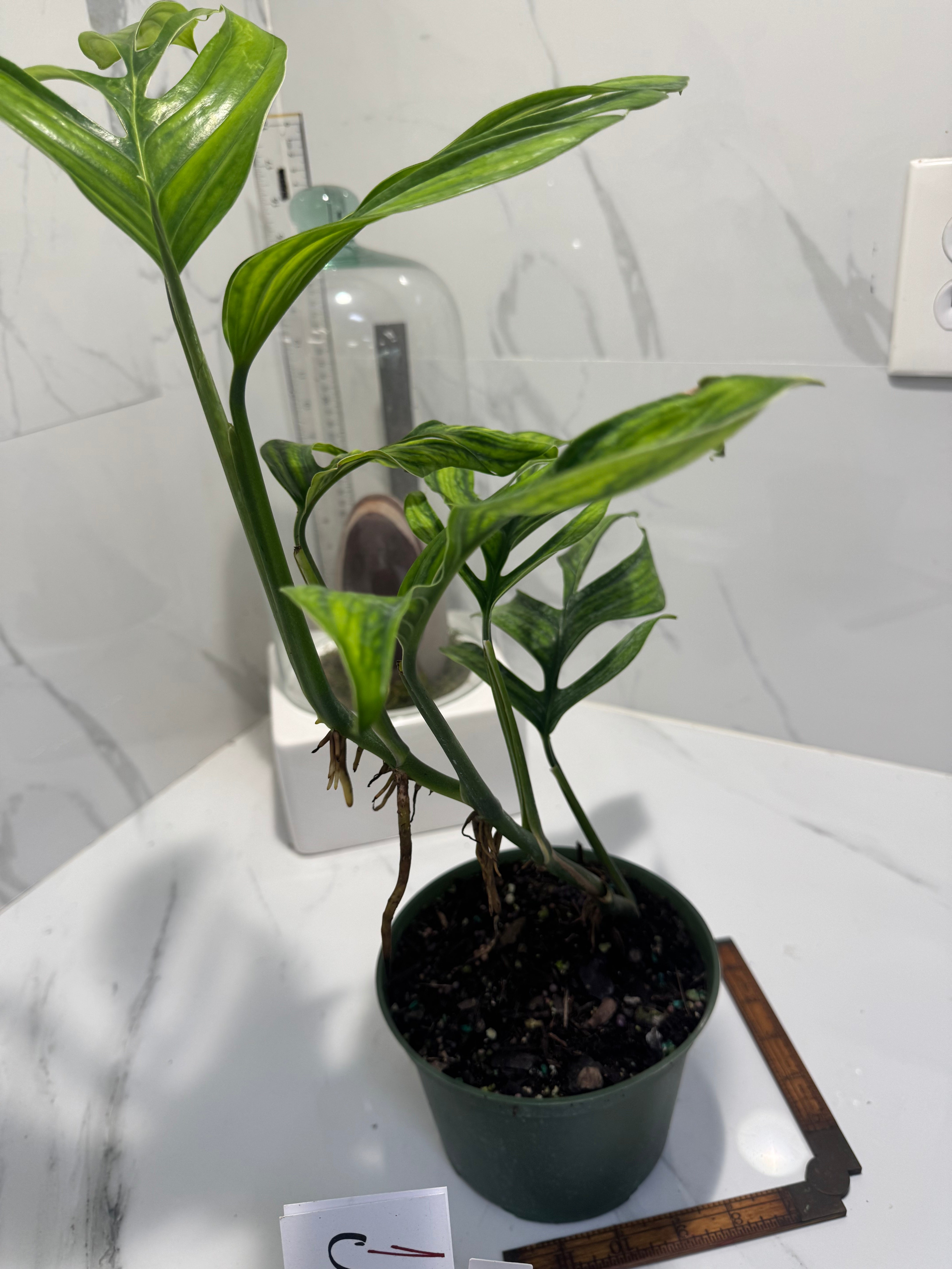 Monstera pinnatipartita “Dark Form Colombian” #11 — Mature Fenestrated Collector Aroid | Leaf Stork