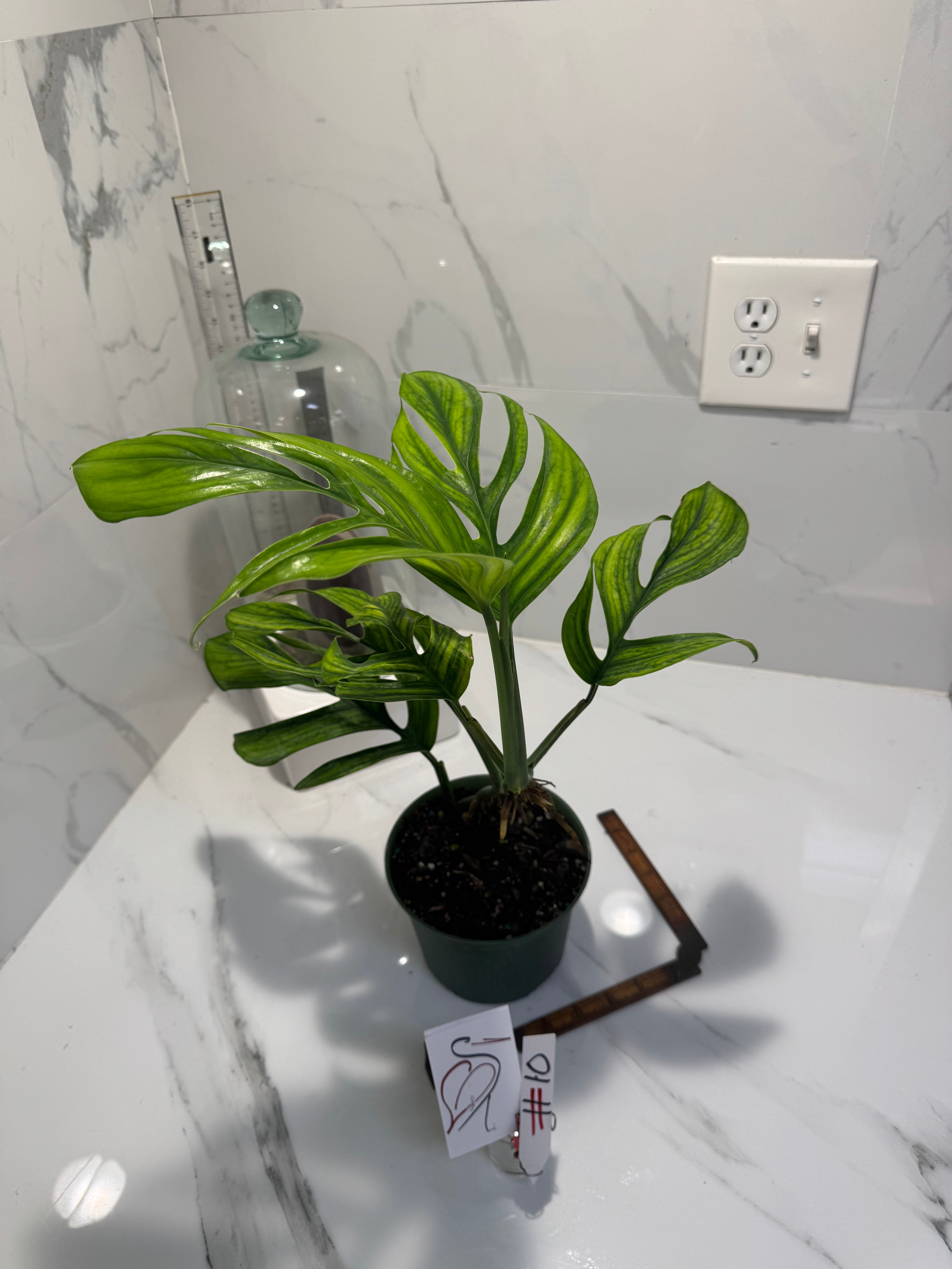 Monstera pinnatipartita “Dark Form Colombian” #11 — Mature Fenestrated Collector Aroid | Leaf Stork