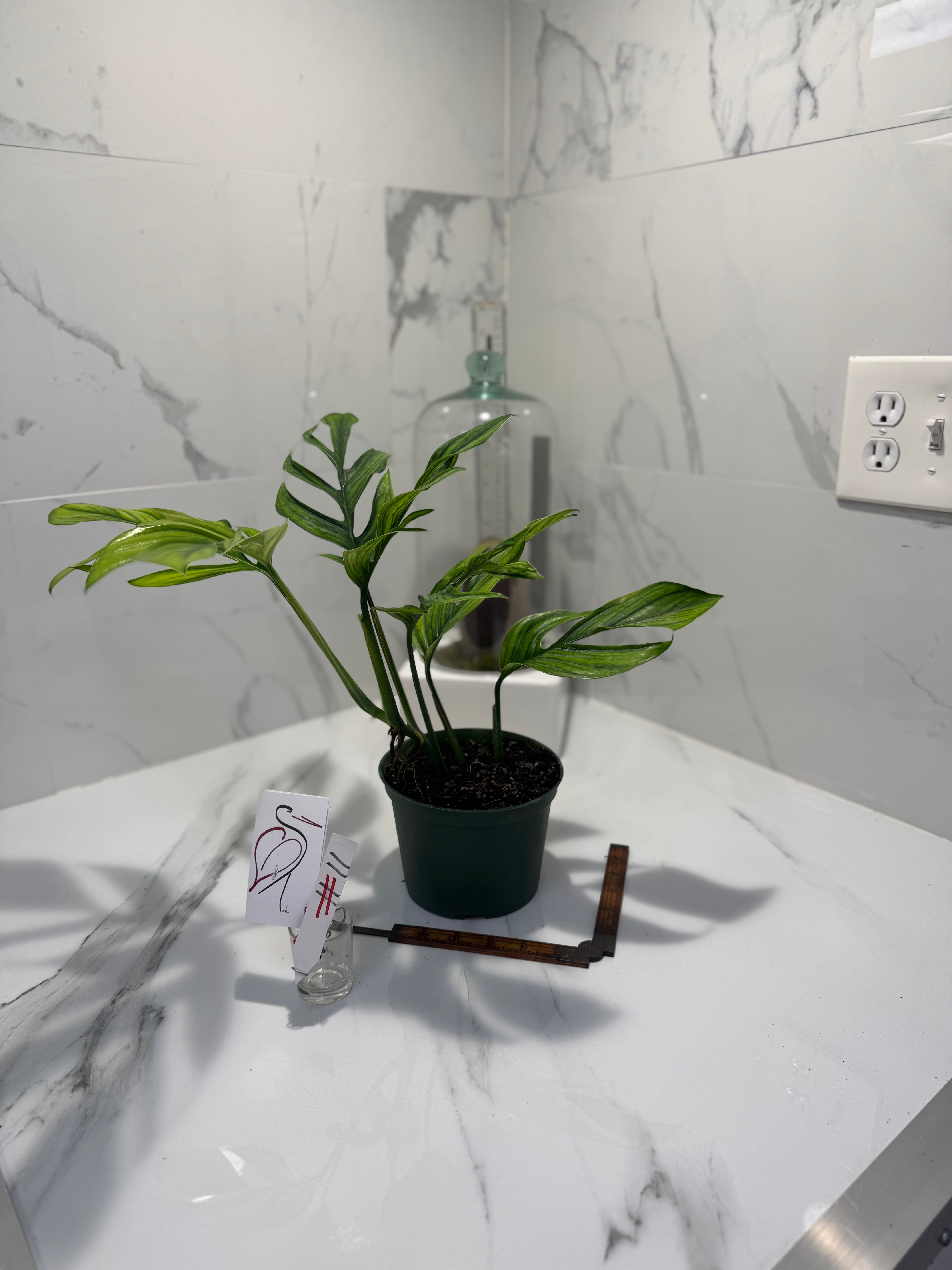 Monstera pinnatipartita “Dark Form Colombian” #11 — Mature Fenestrated Collector Aroid | Leaf Stork