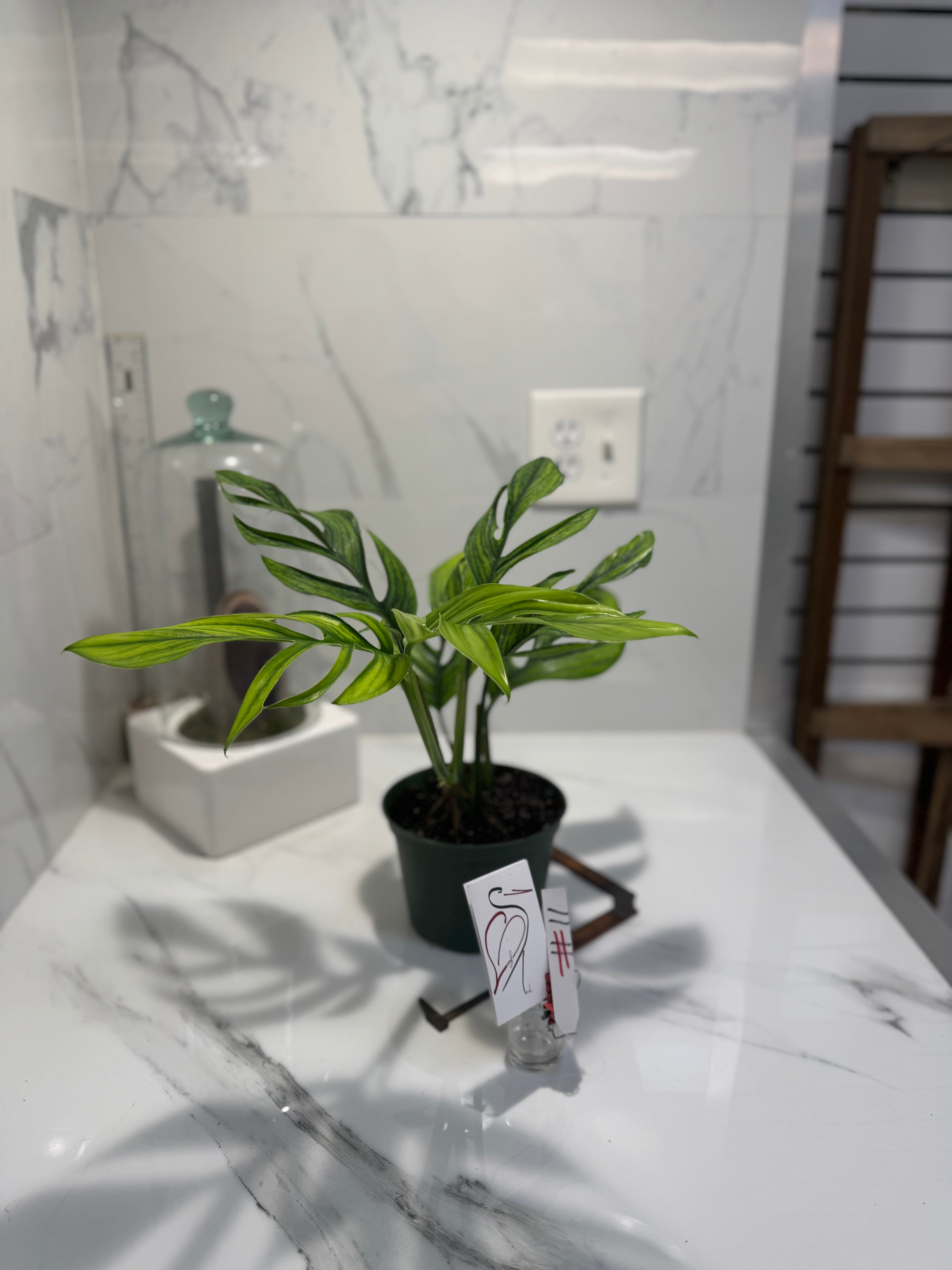 Monstera pinnatipartita “Dark Form Colombian” #11 — Mature Fenestrated Collector Aroid | Leaf Stork