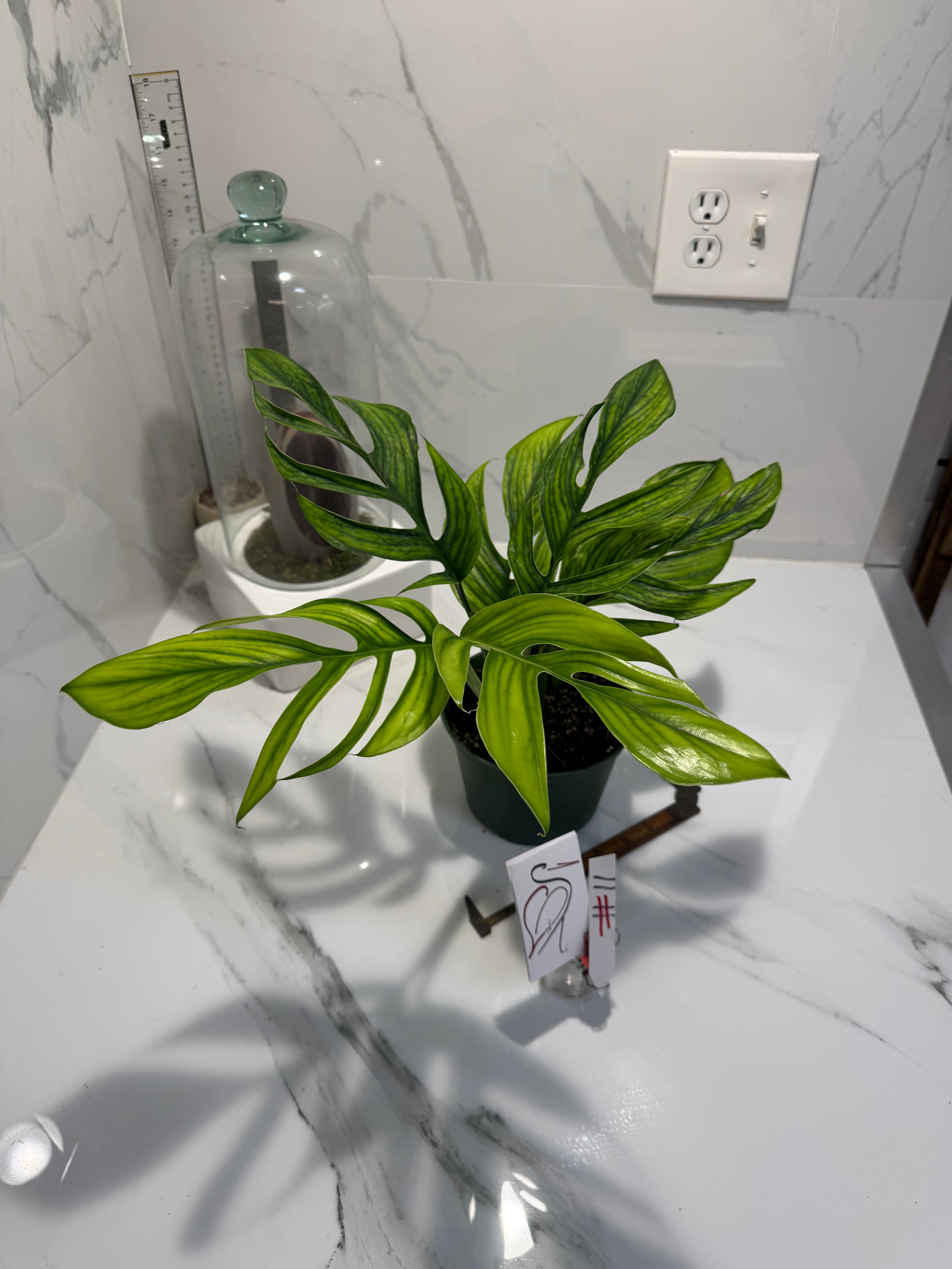 Monstera pinnatipartita “Dark Form Colombian” #11 — Mature Fenestrated Collector Aroid | Leaf Stork